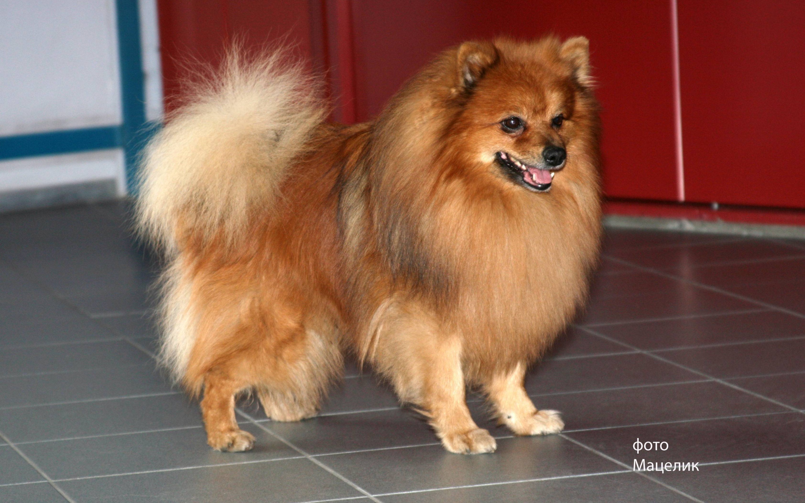 Ухоженный немецкий шпиц