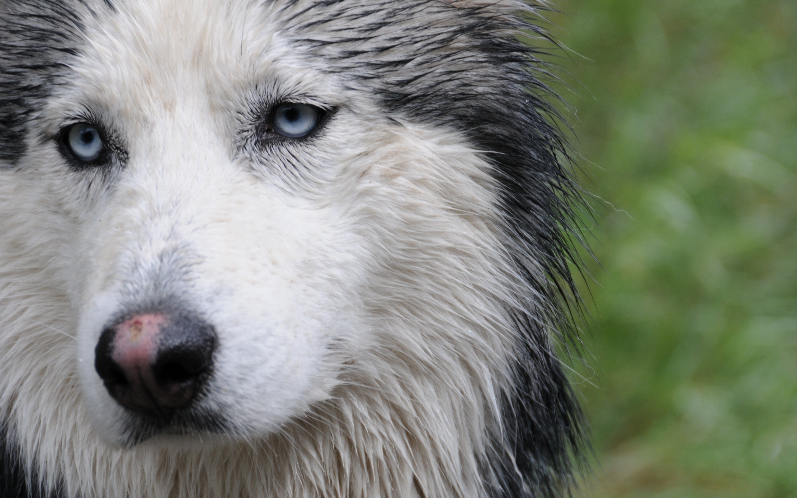 Мокрая собака лайка