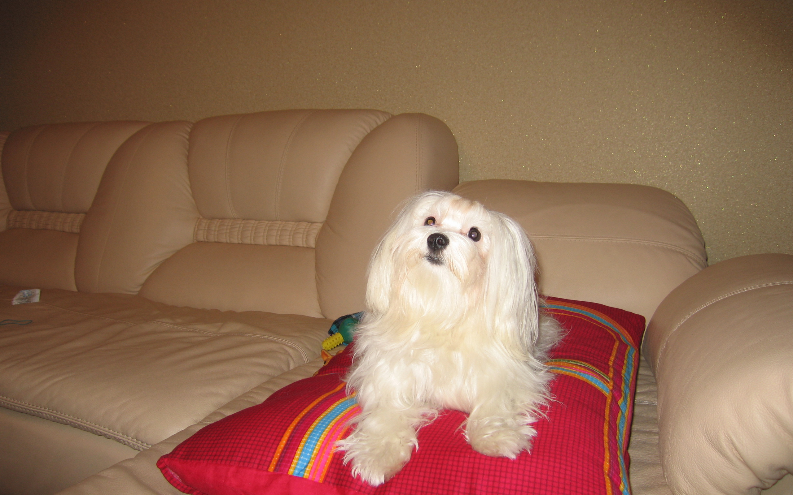 Белая болонка на диване