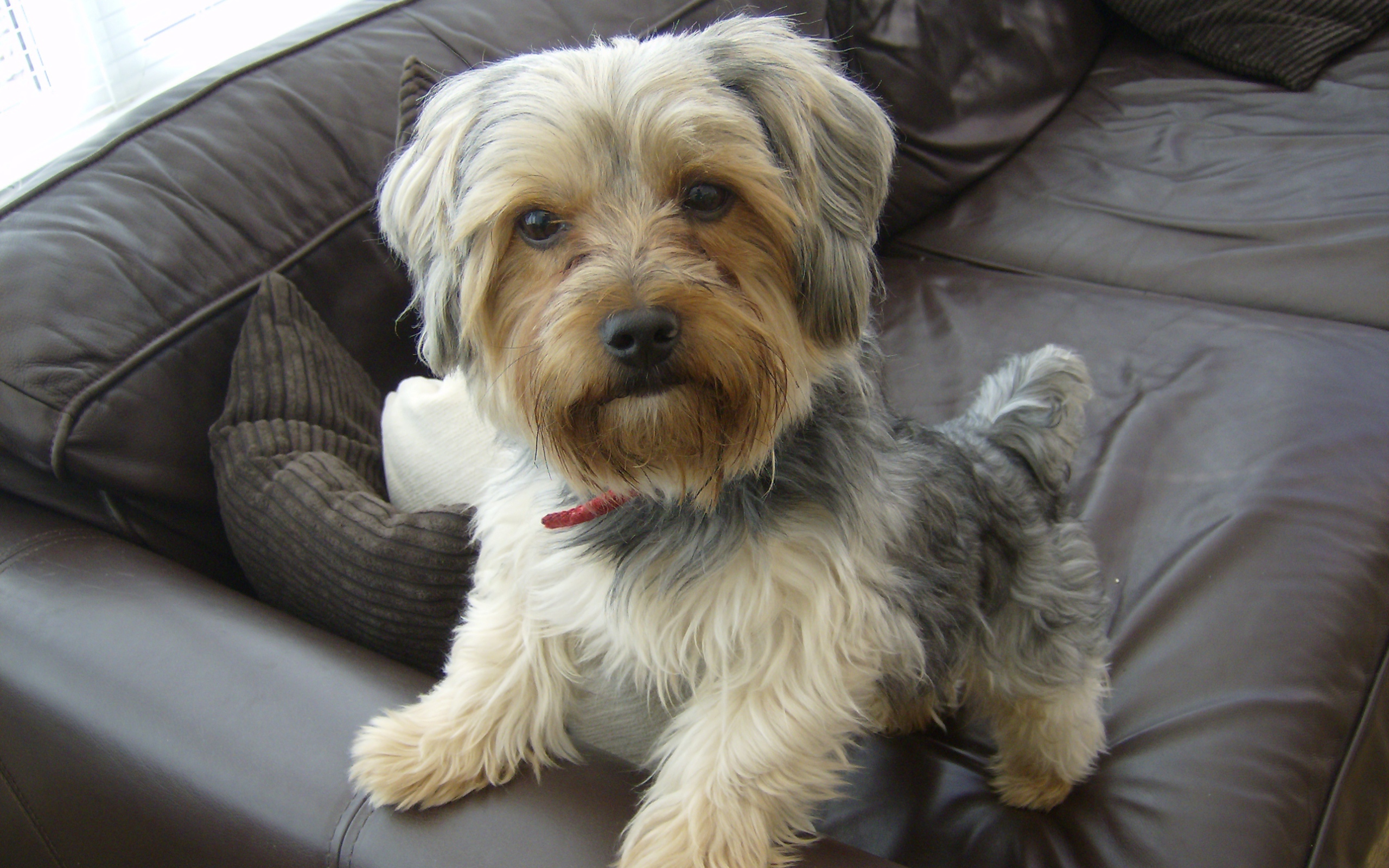 Йоркширский терьер на диване