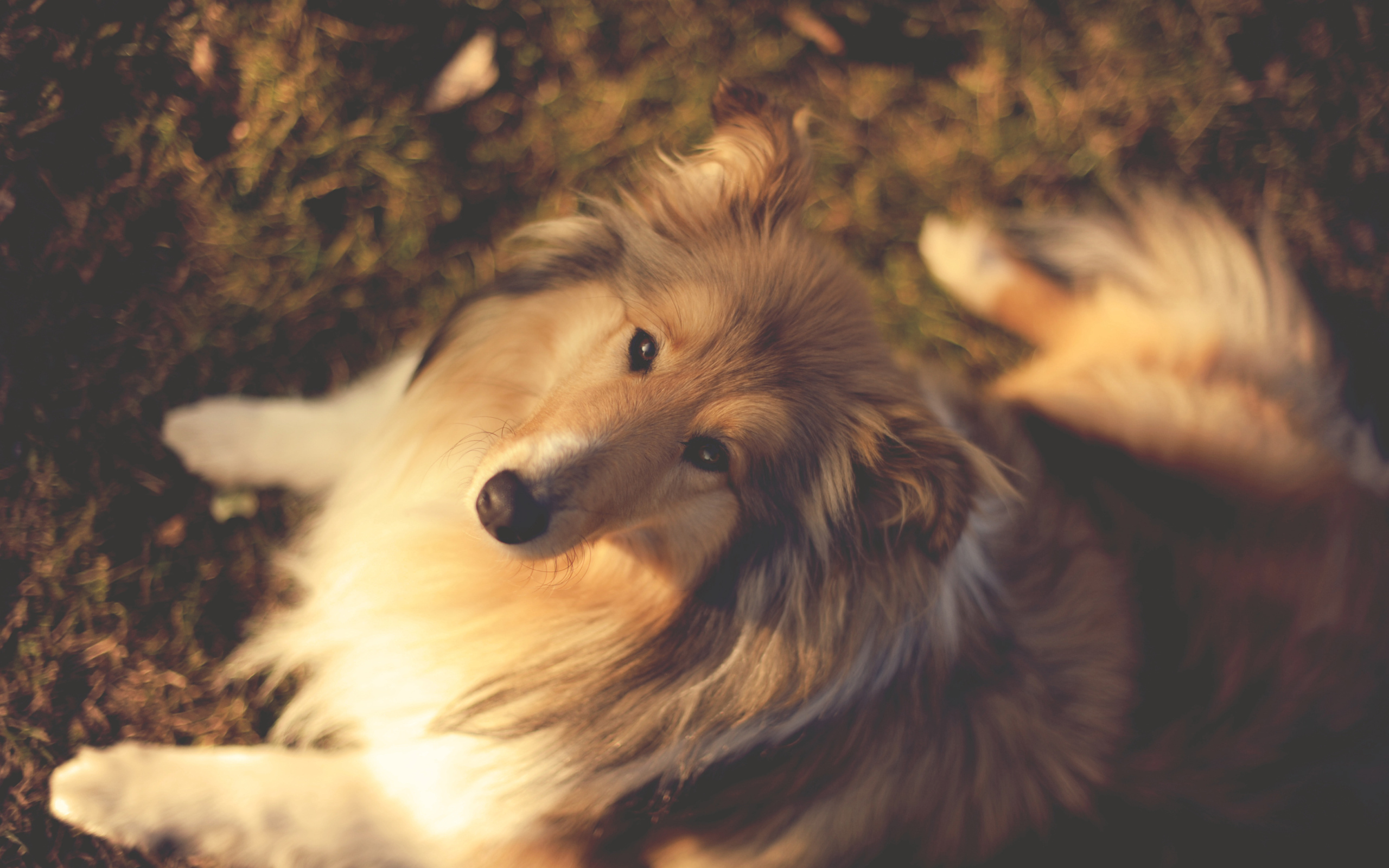 Колли сидит на земле