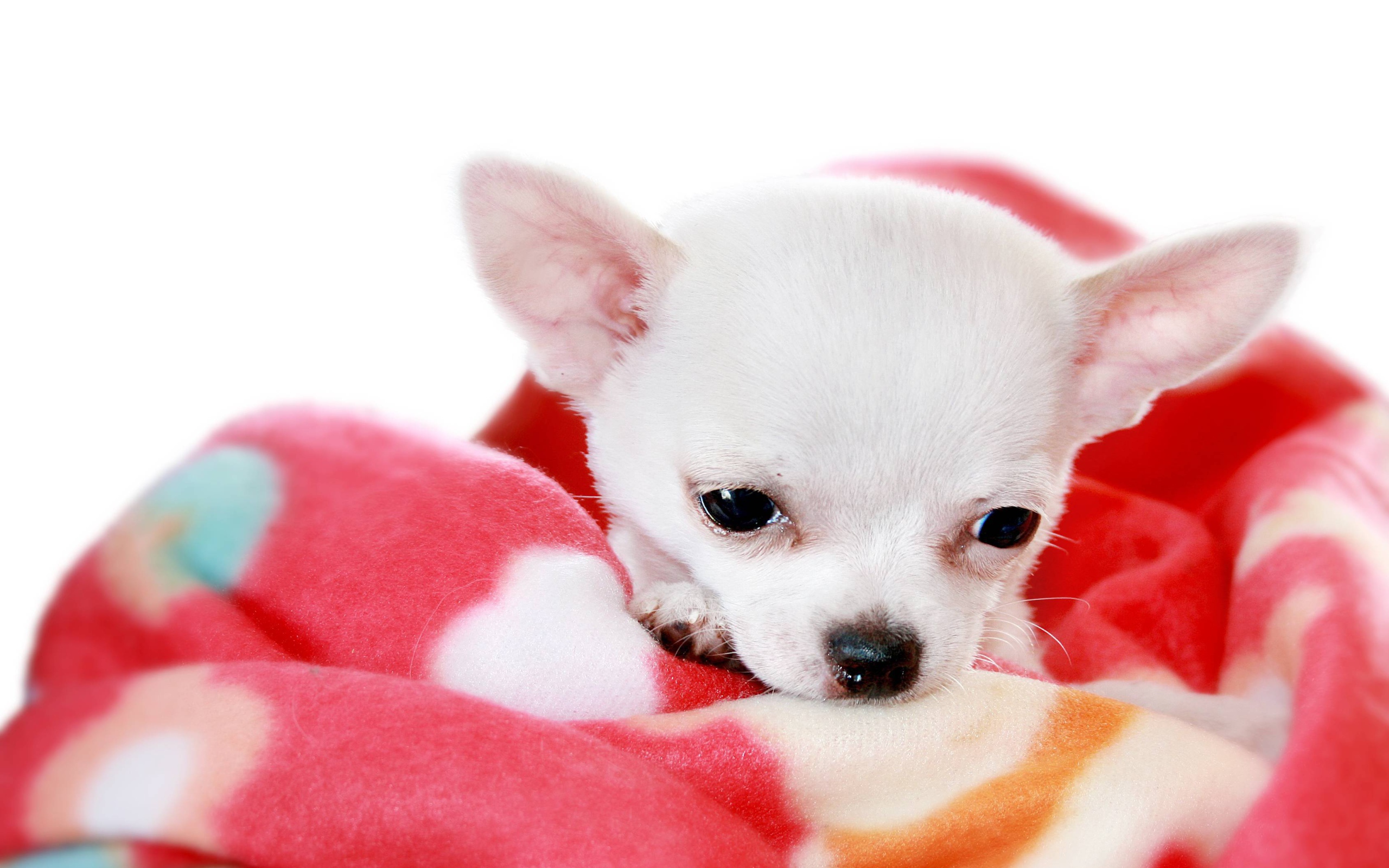 Маленькая чихуахуа на пледе