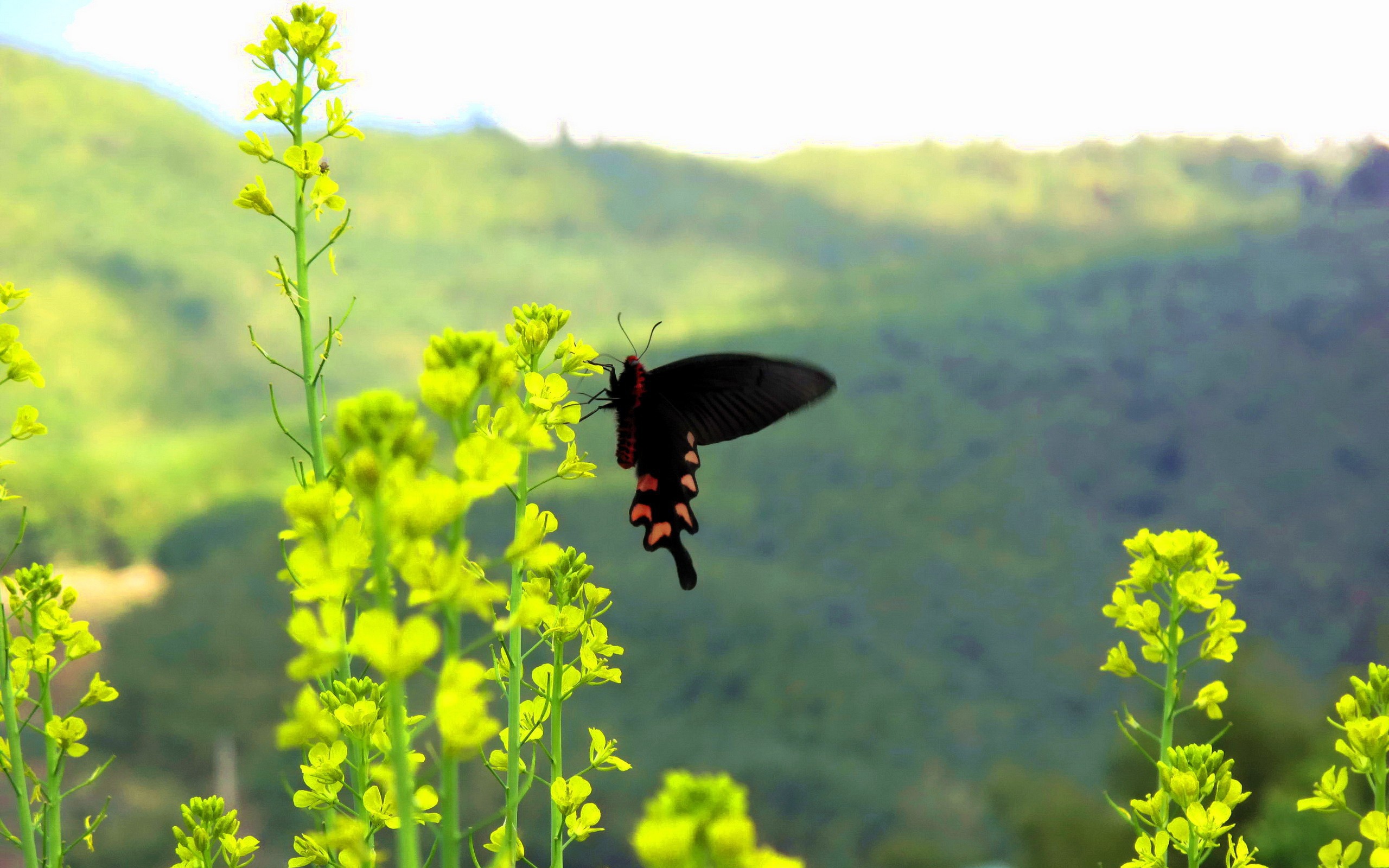 Черная бабочка на желтом цветке