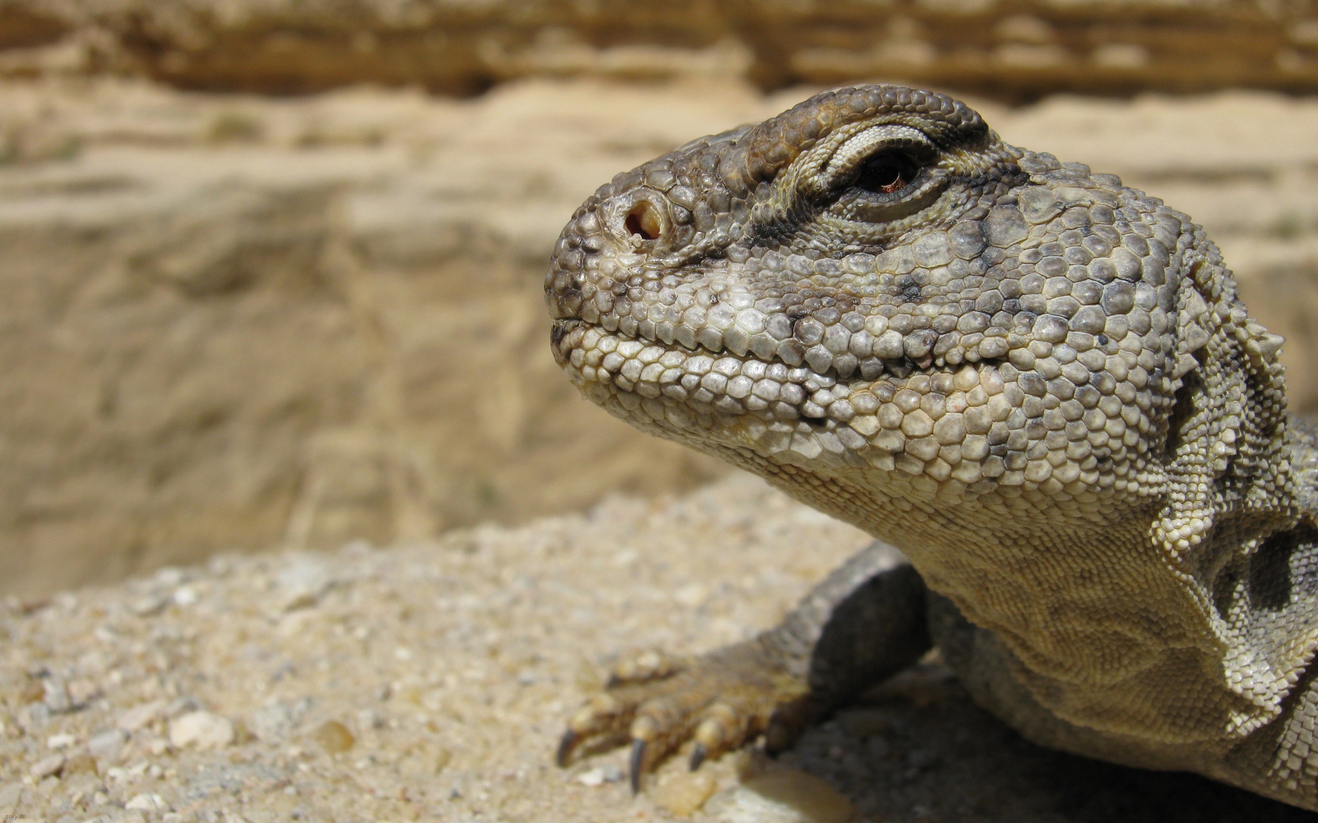 Взгляд ящерицы