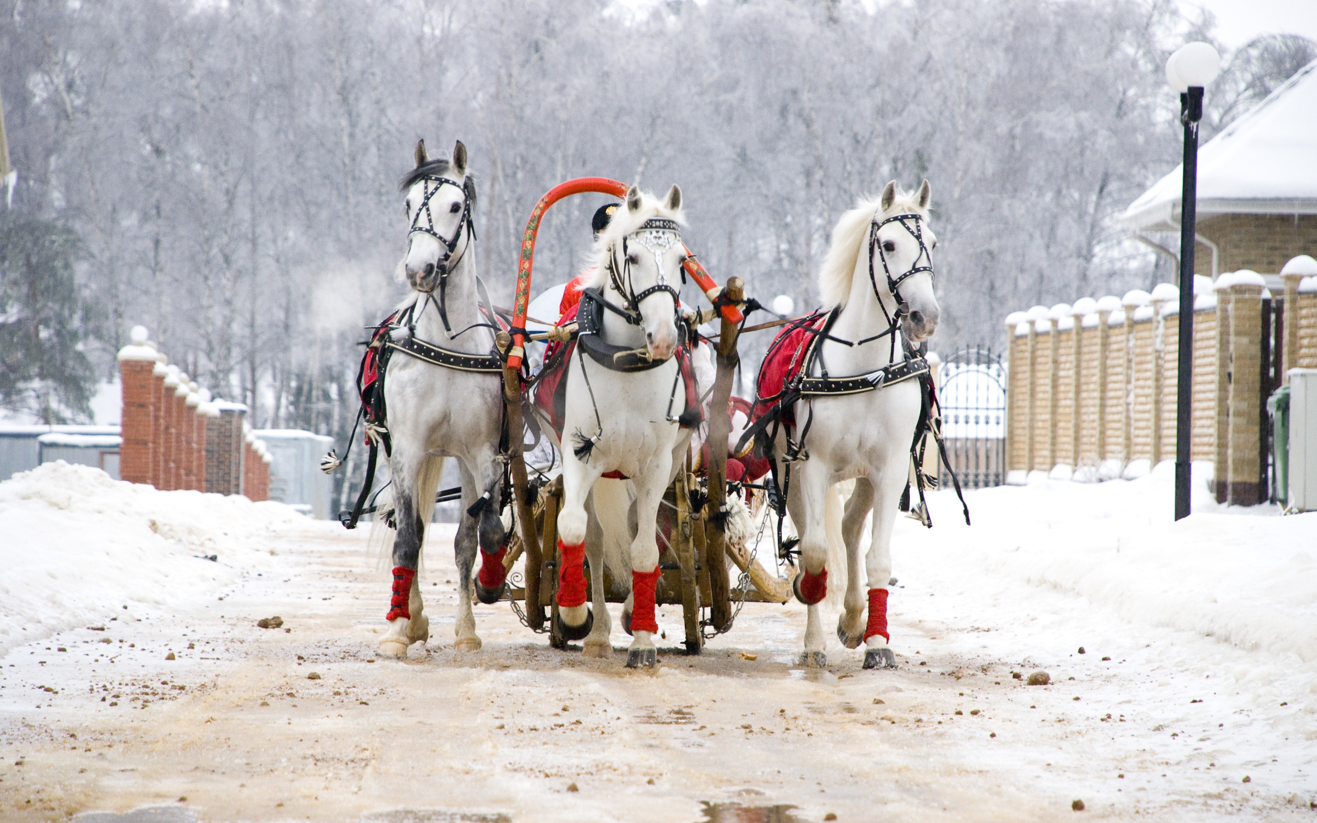 Русская тройка на Масленицу