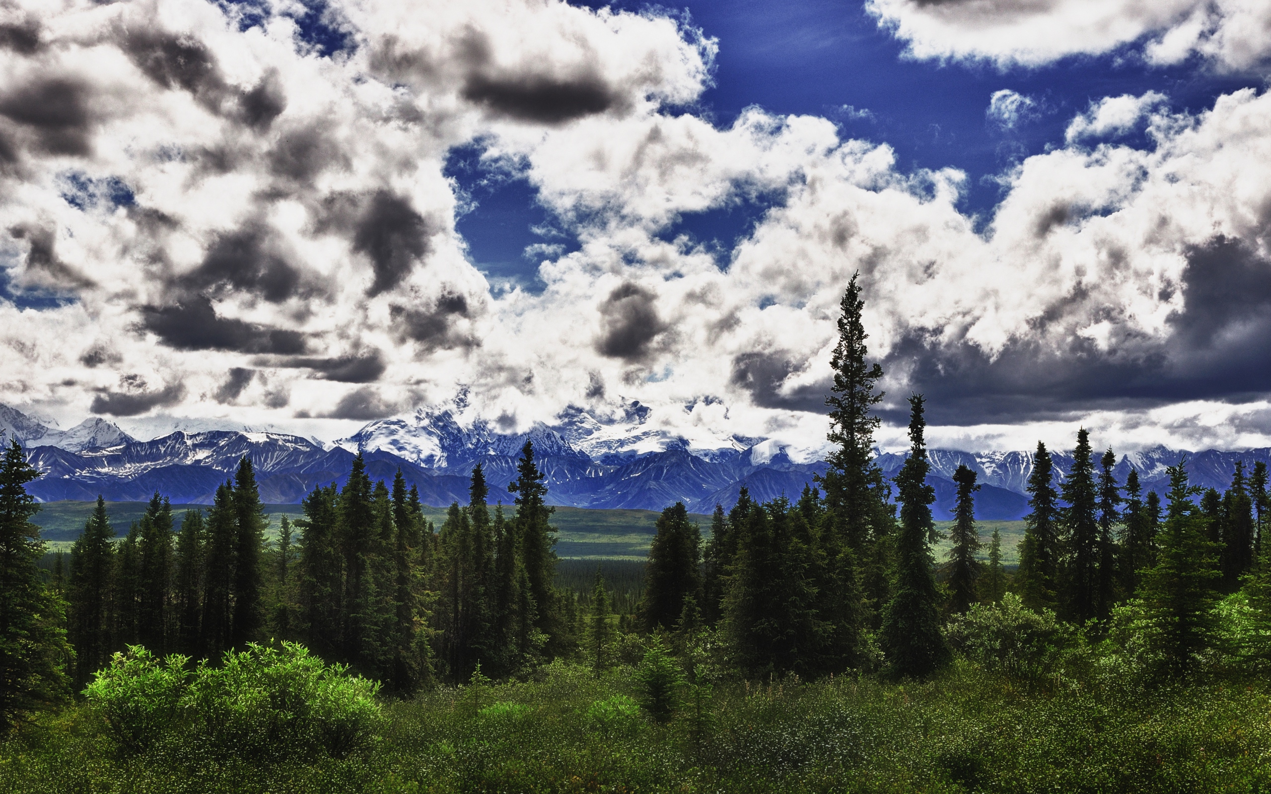 Красивые облака над лесом