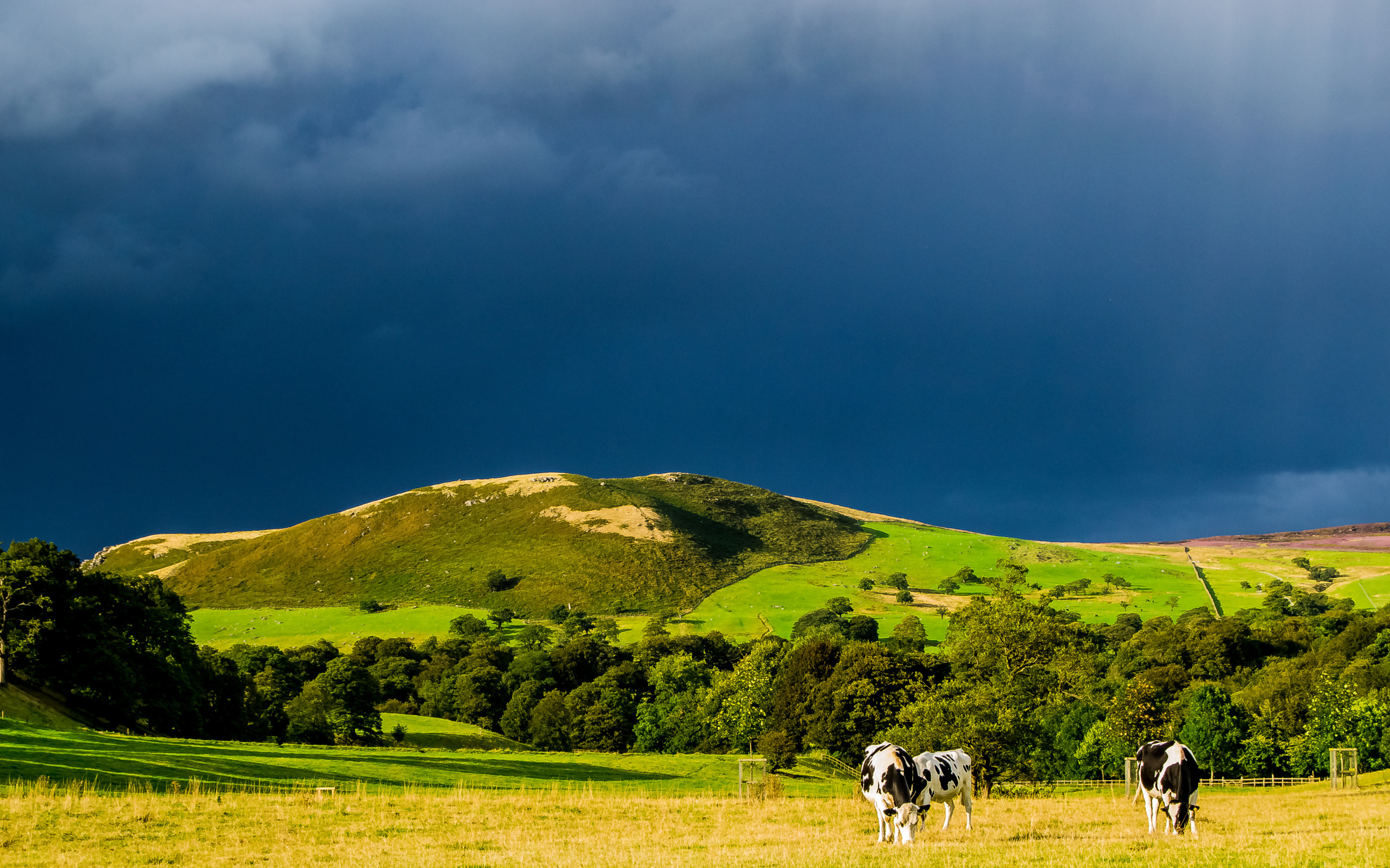 Коровы в поле