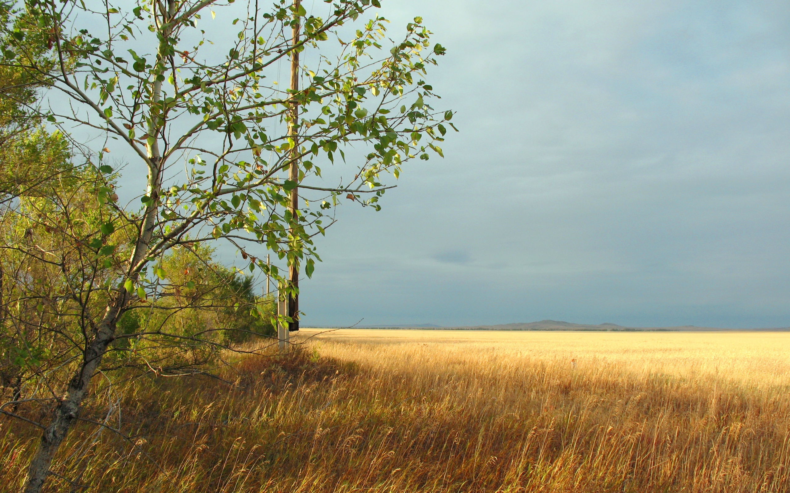 Дерево на краю поля