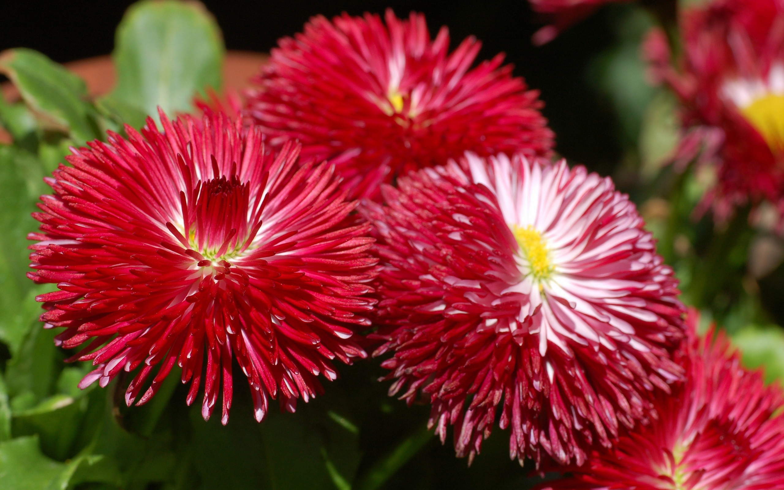 Садовые цветы астра на дачном участке