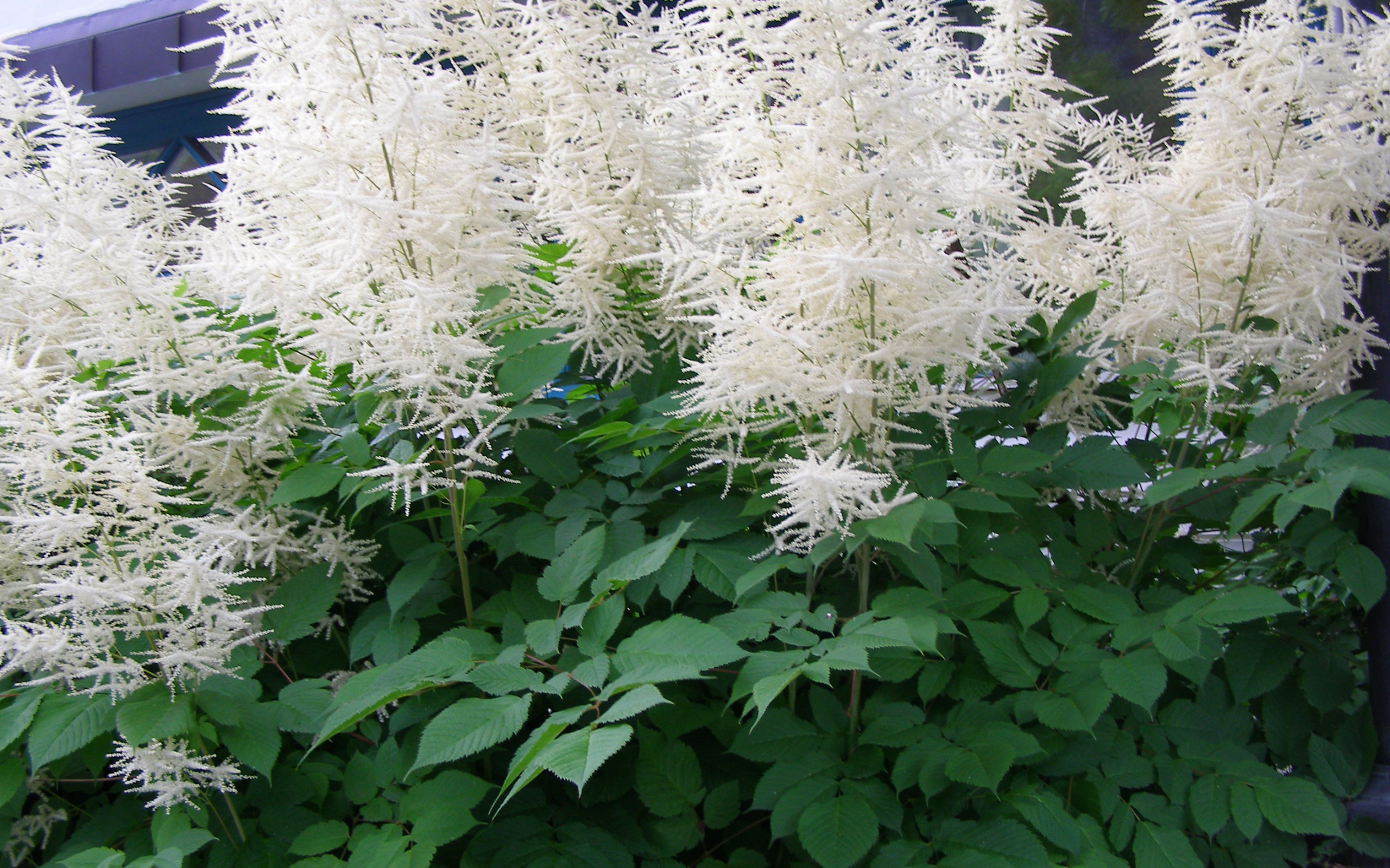 Красивая астильба на дачном участке