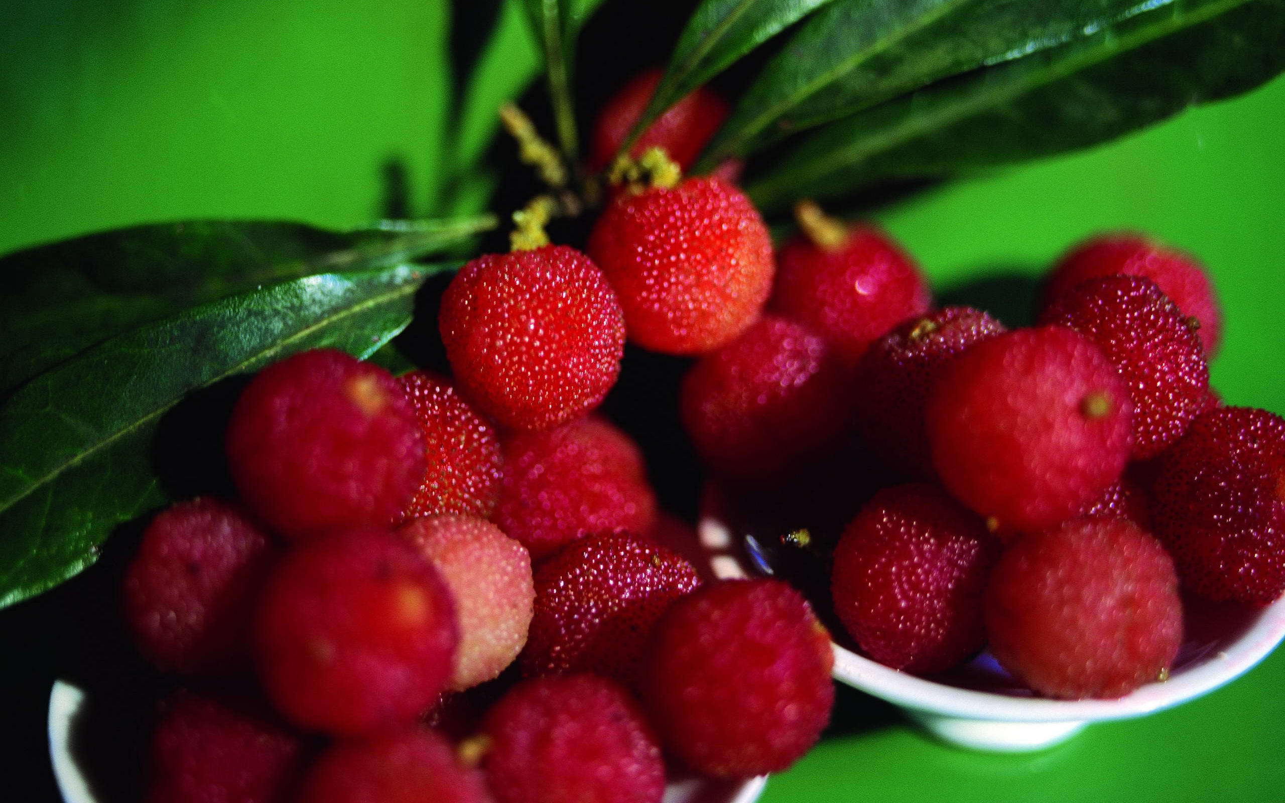 Красивые ягоды растения восковник