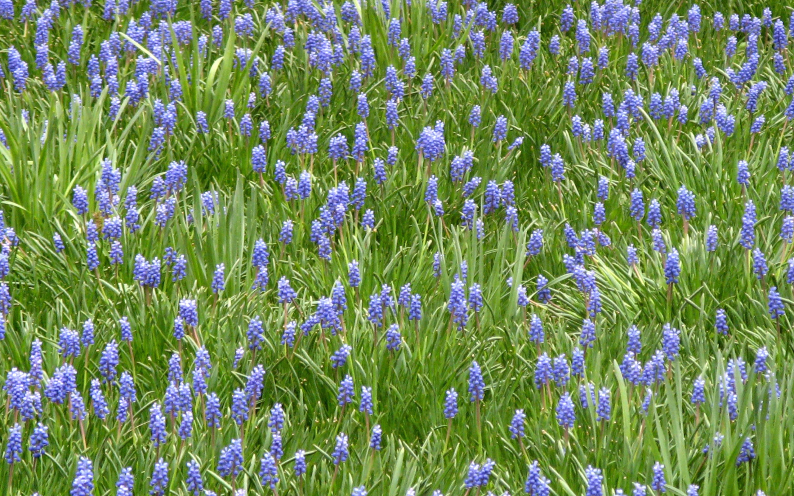 Красивый цветущий гиацинт на поляне