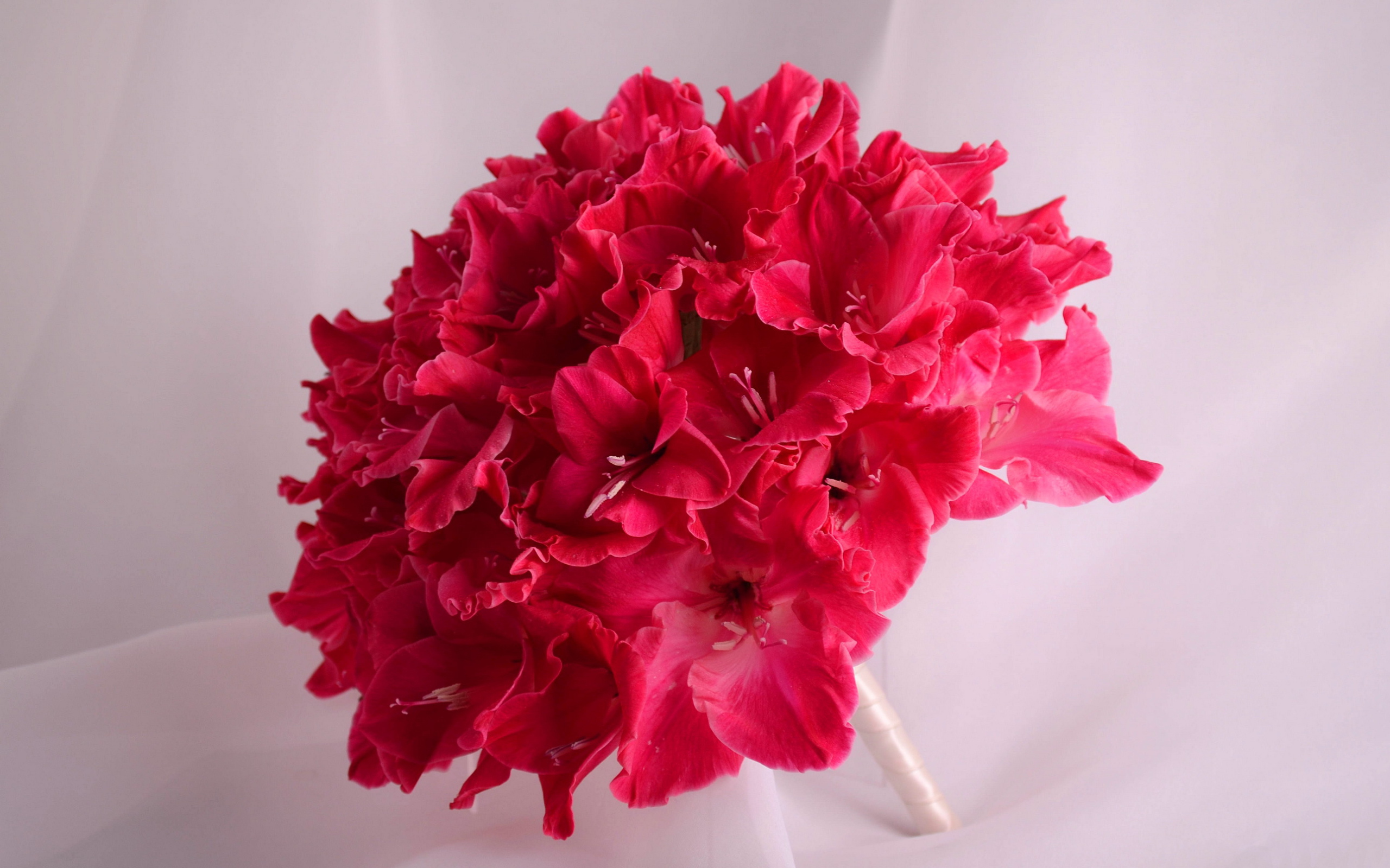 Красивый букет глаидоулс