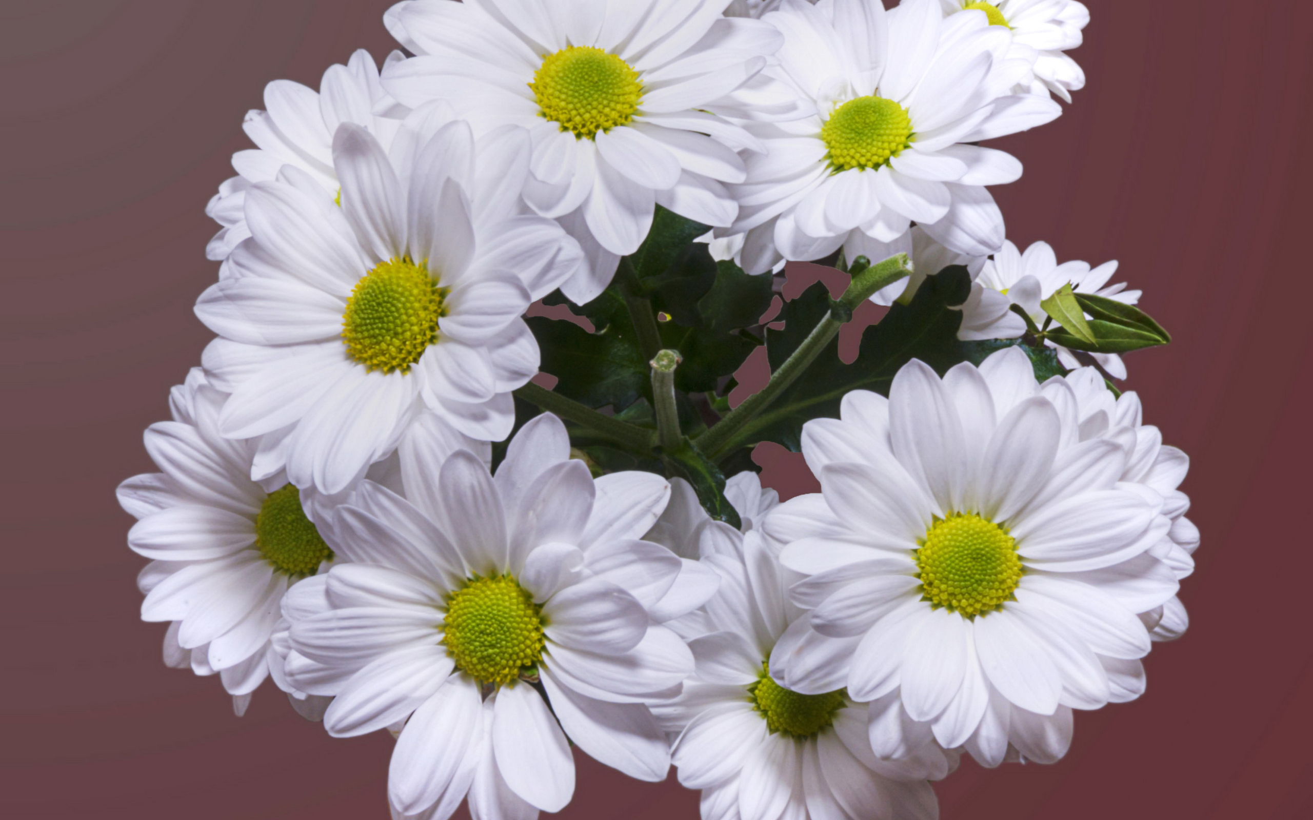 Красивый букет белая хризантема