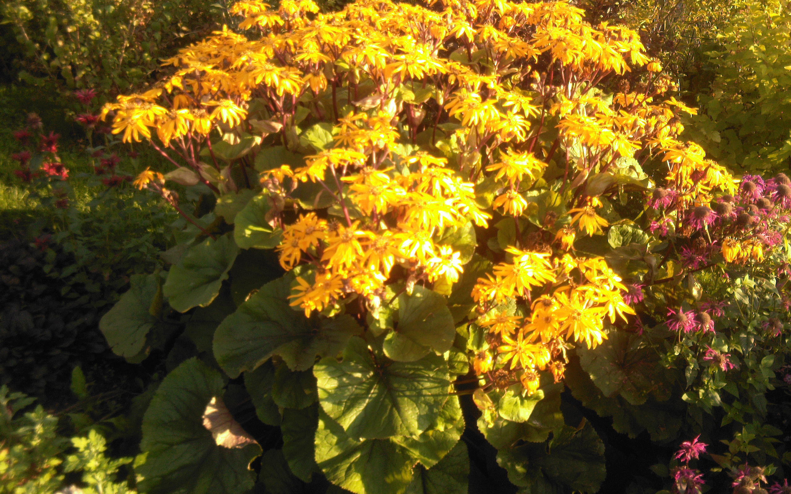 Красивый бузульник на дачном участке