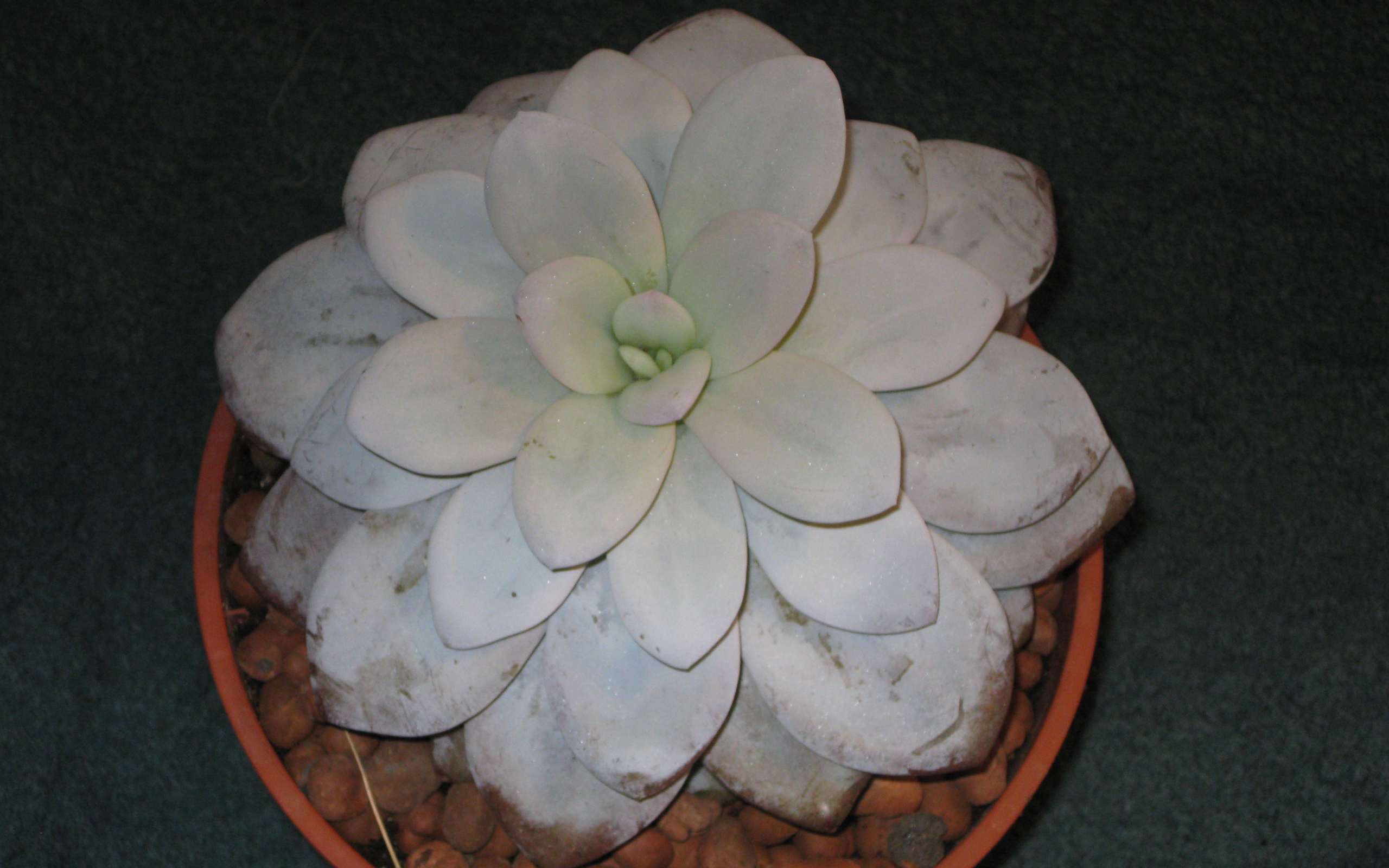 Красивая эхеверия (эчеверия) в саду