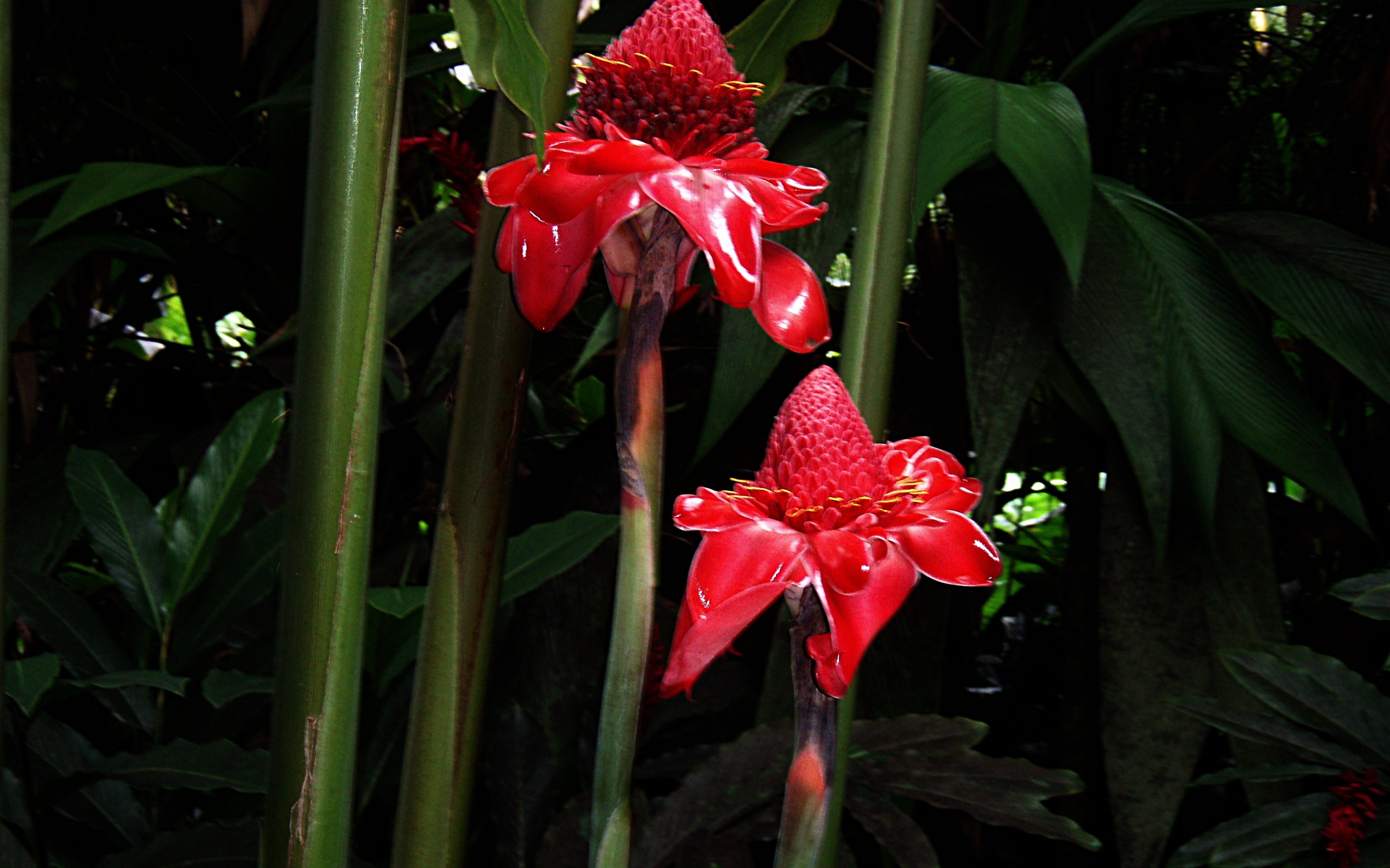 Красивый цветок роскоя на поляне