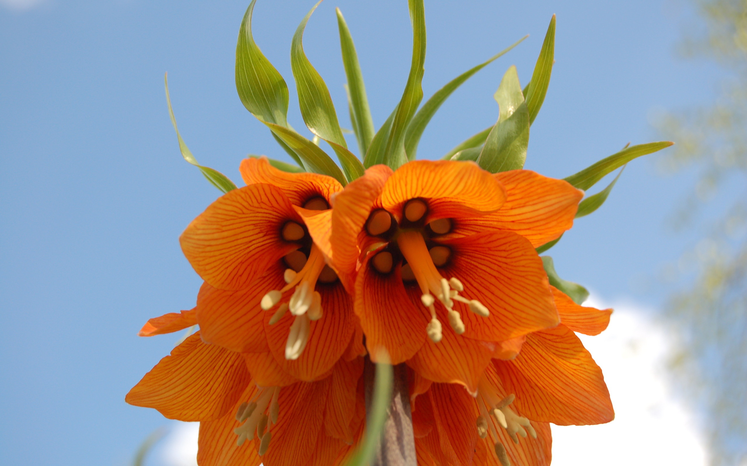 На поляне красивый цветок рябчик императорский