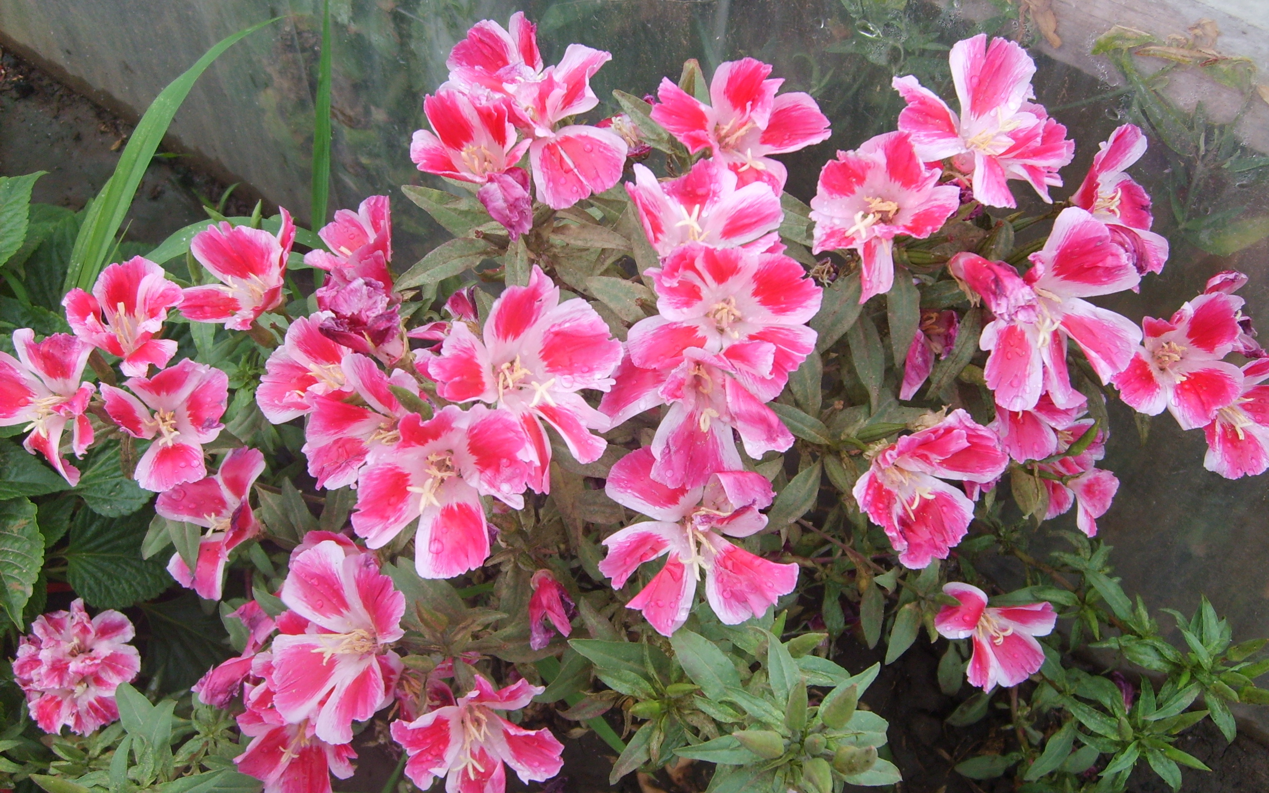 Красивые цветы кларкия (годеция) в парке