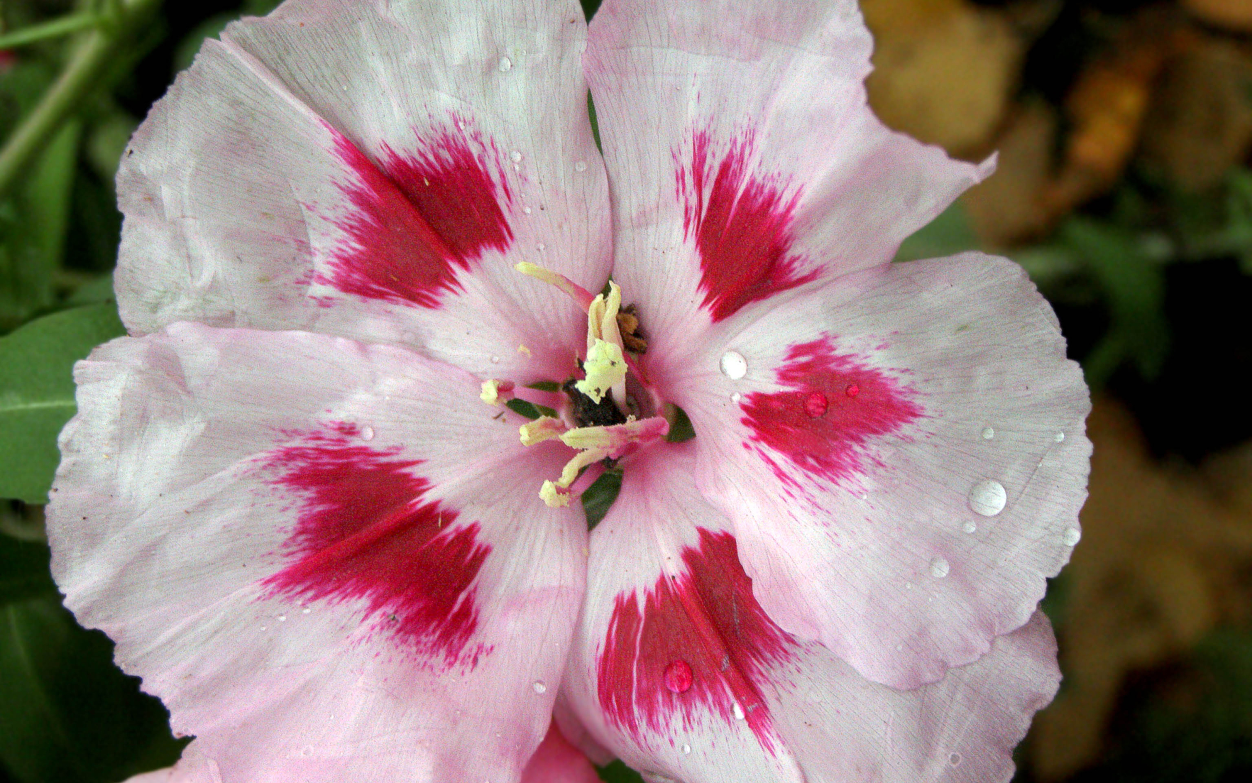 Красивые цветы кларкия (годеция) на клумбе в саду