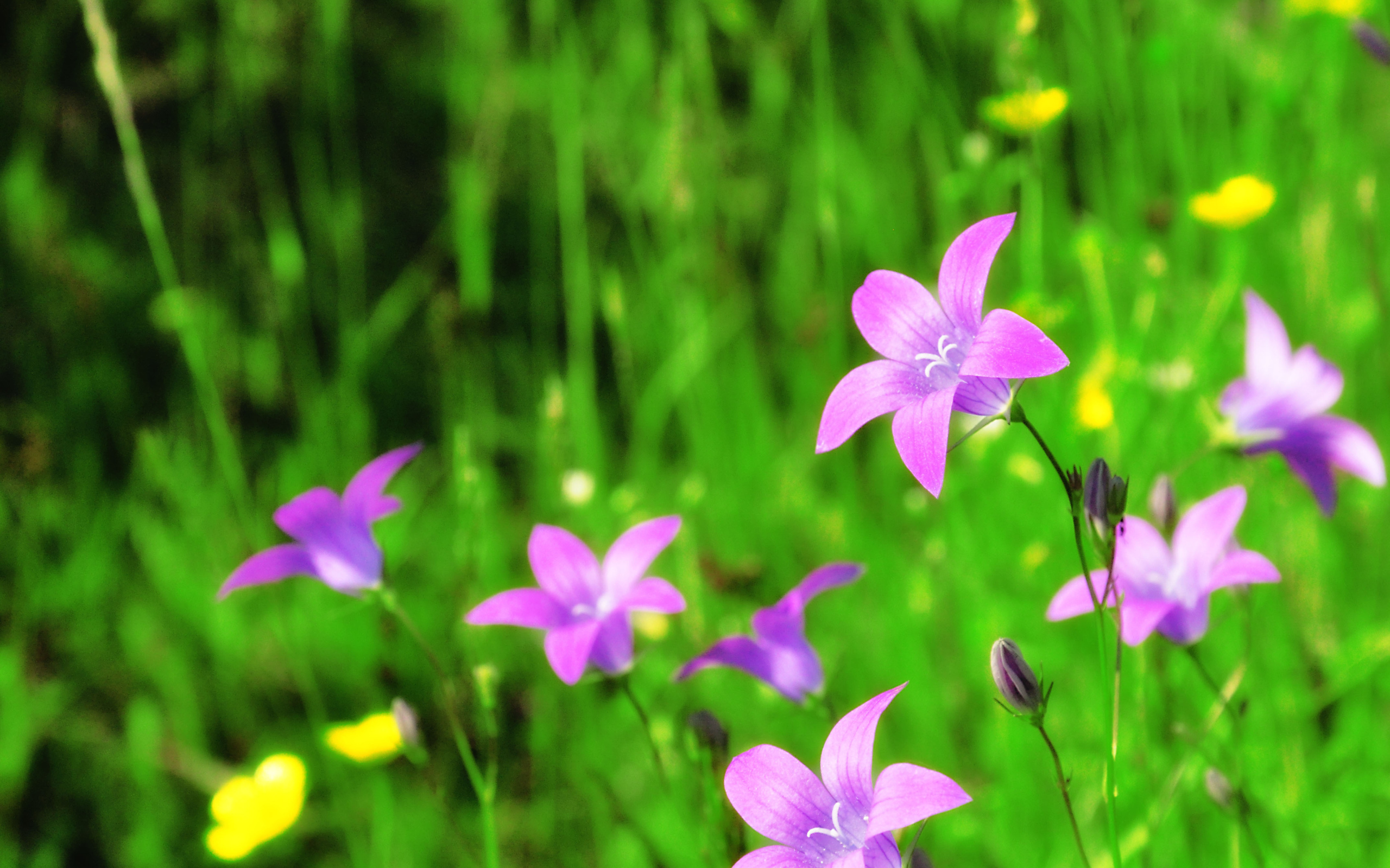 Красивые цветы колокольчики в саду
