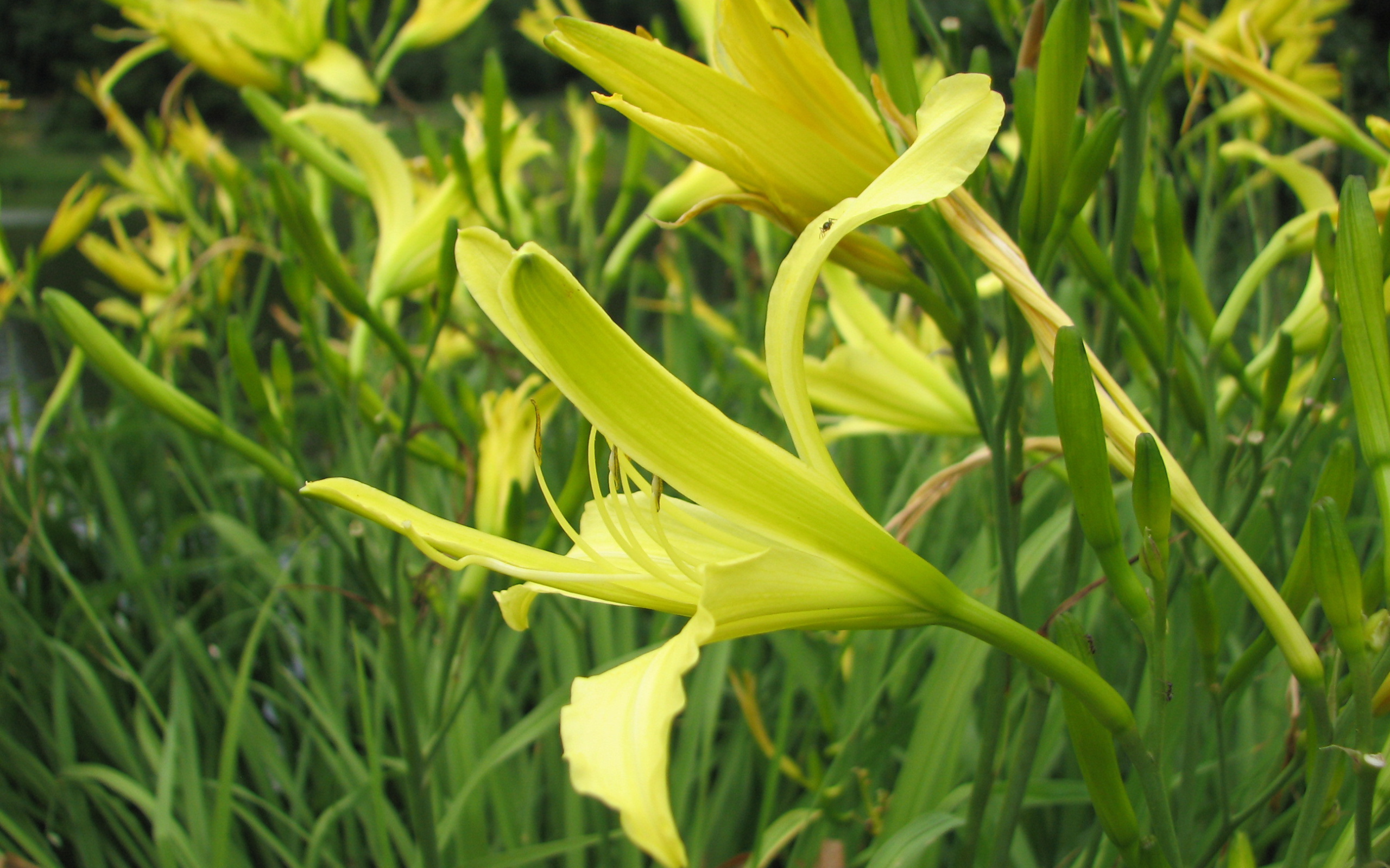 Красивые цветы лилейник в саду