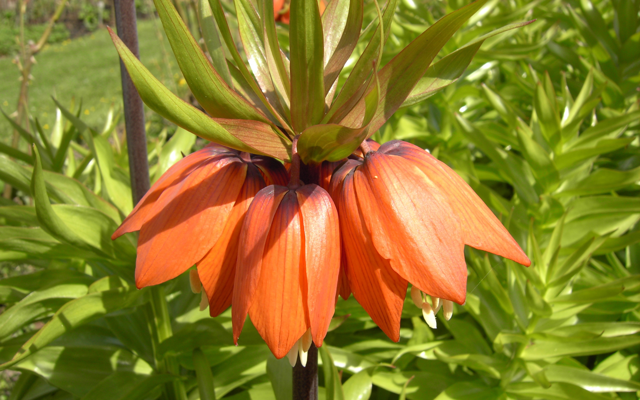 Красивые цветы рябчик императорский в парке