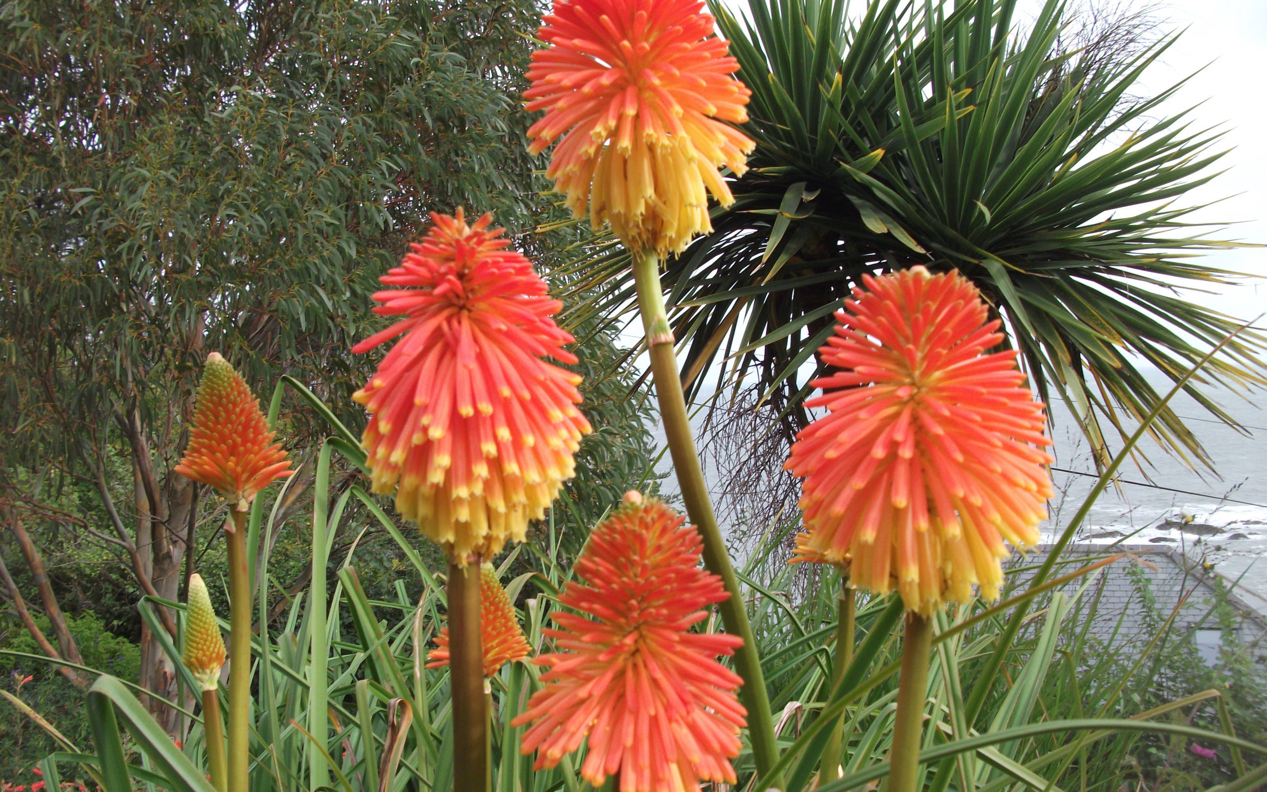 Красивые цветы кникофия в парке