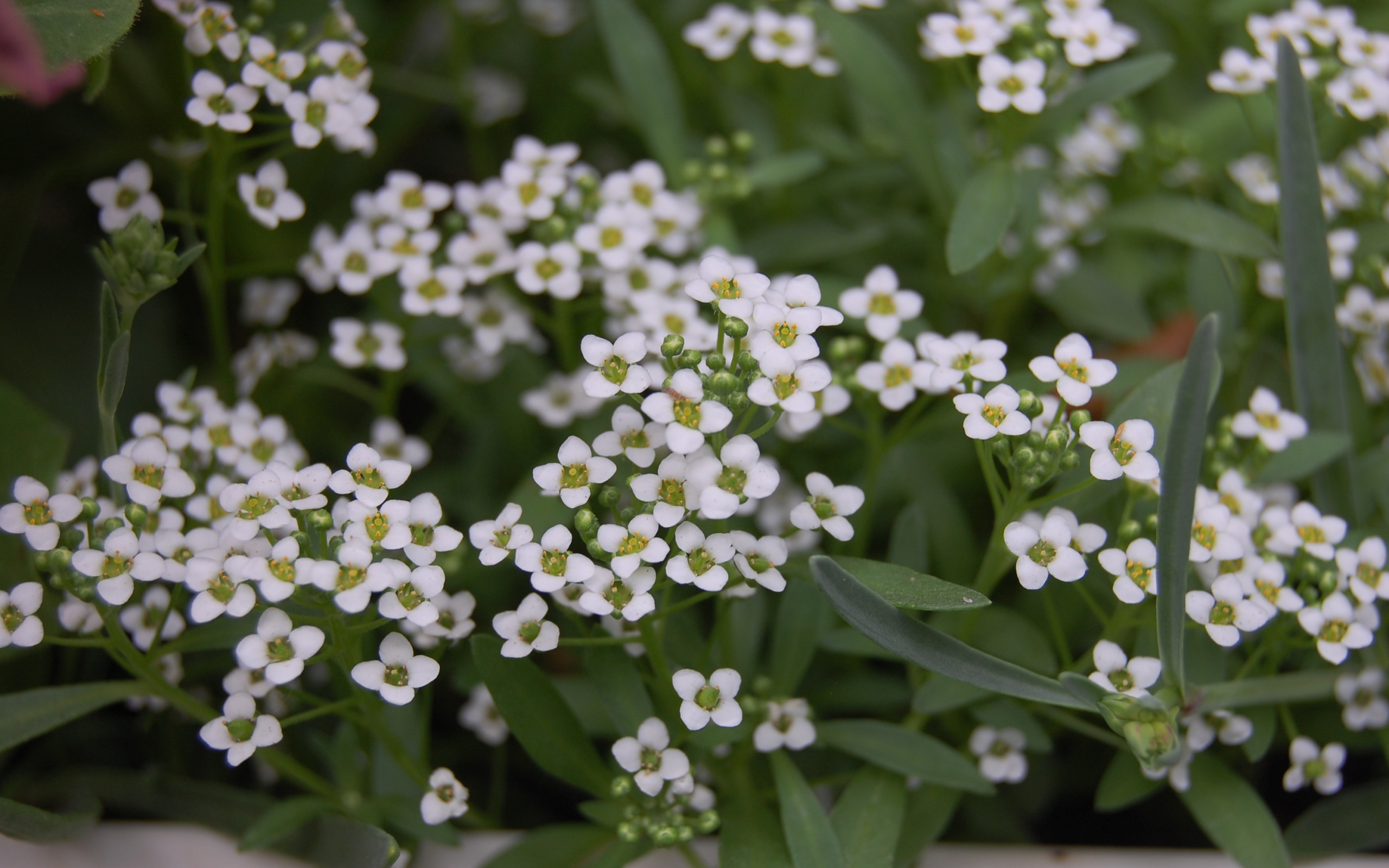 Красивые цветы алиссум на дачном участке