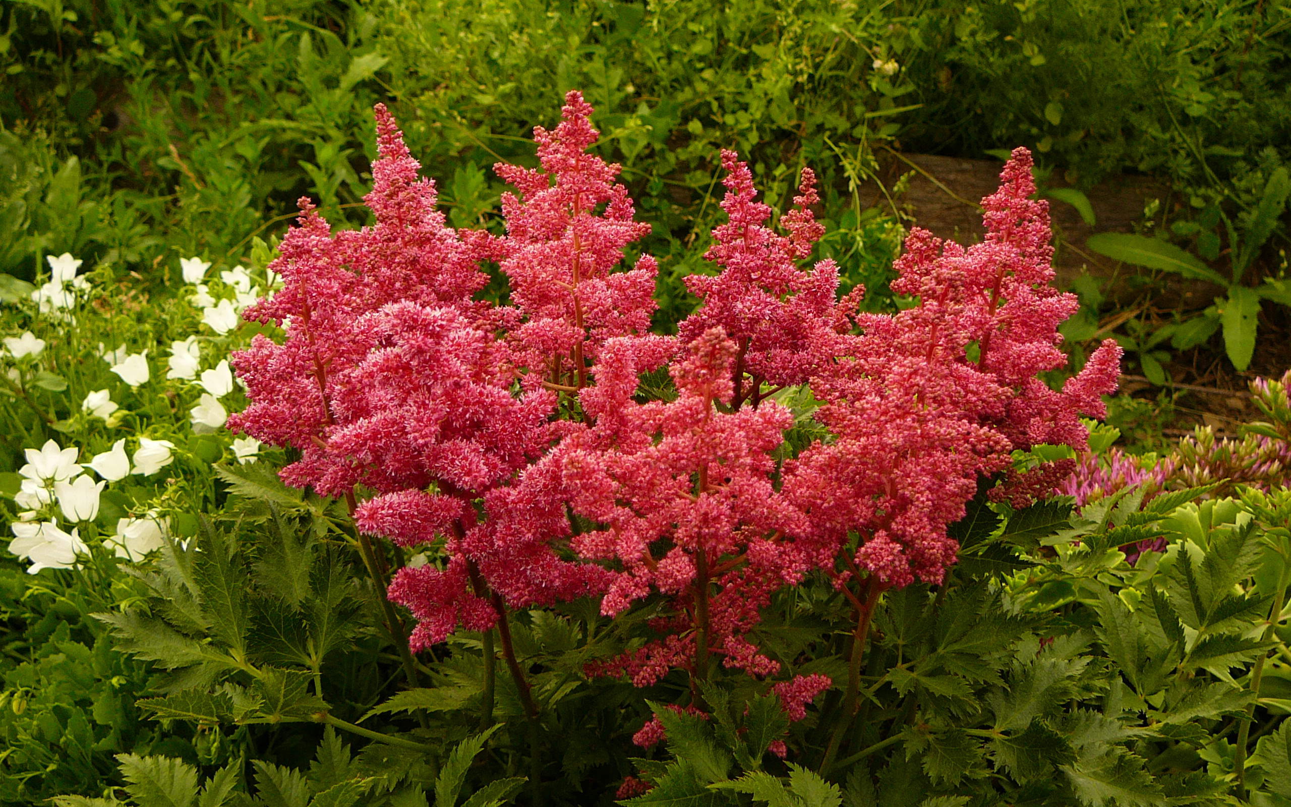 Красивые цветы астильба на поляне