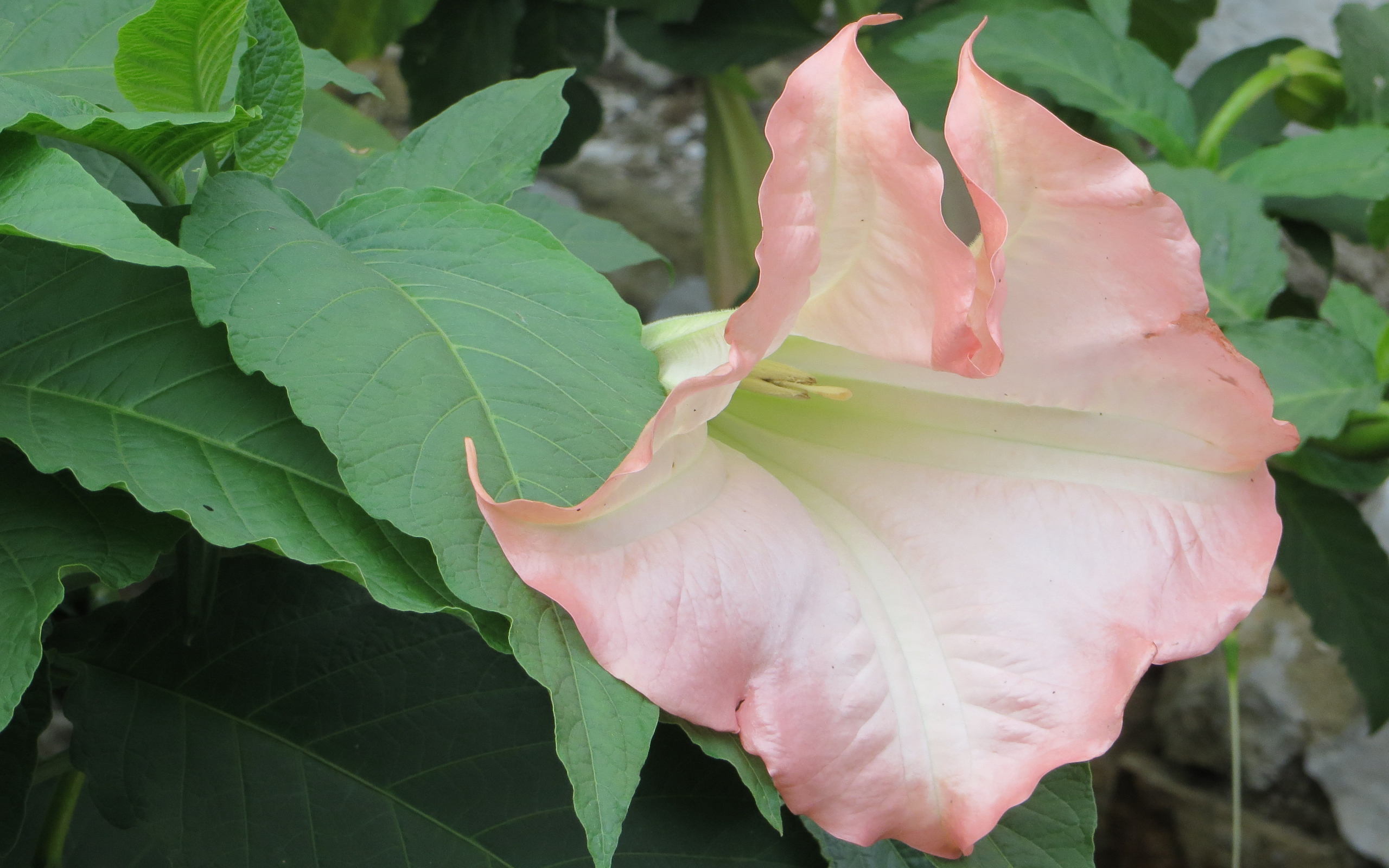 На поляне красивые цветы бругмансия