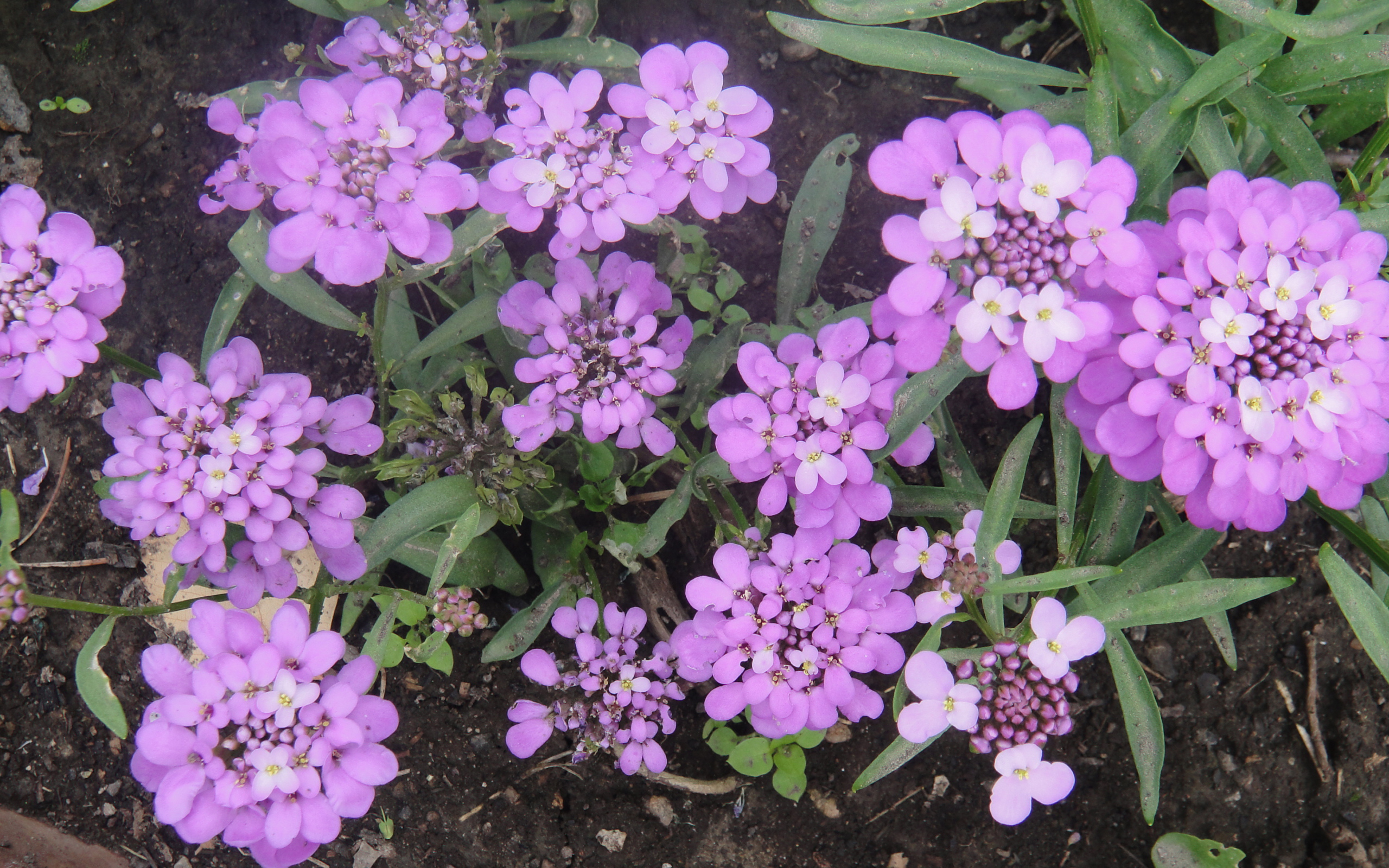 Красивые цветы иберис на поляне