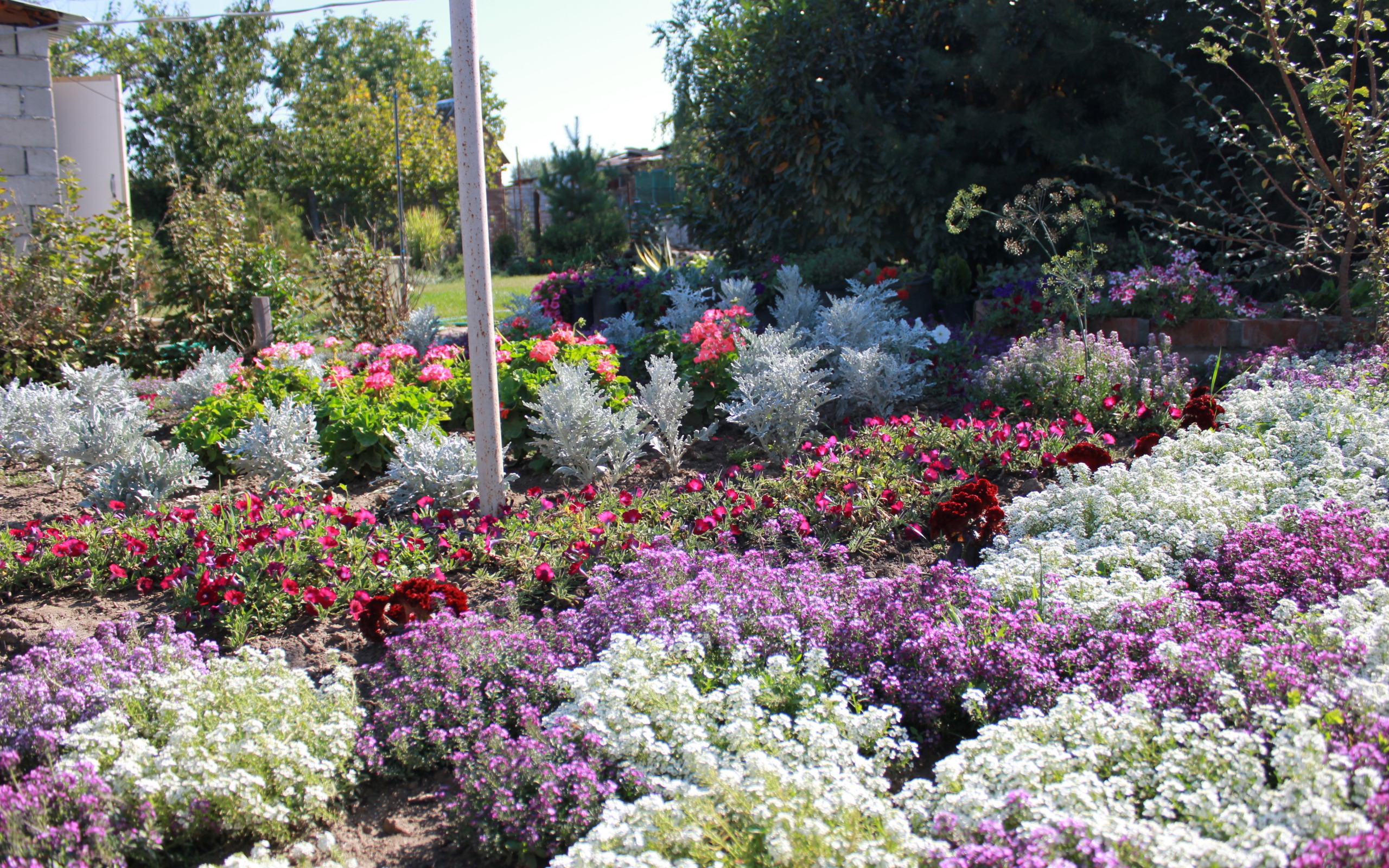 На поляне красивые цветы алиссум