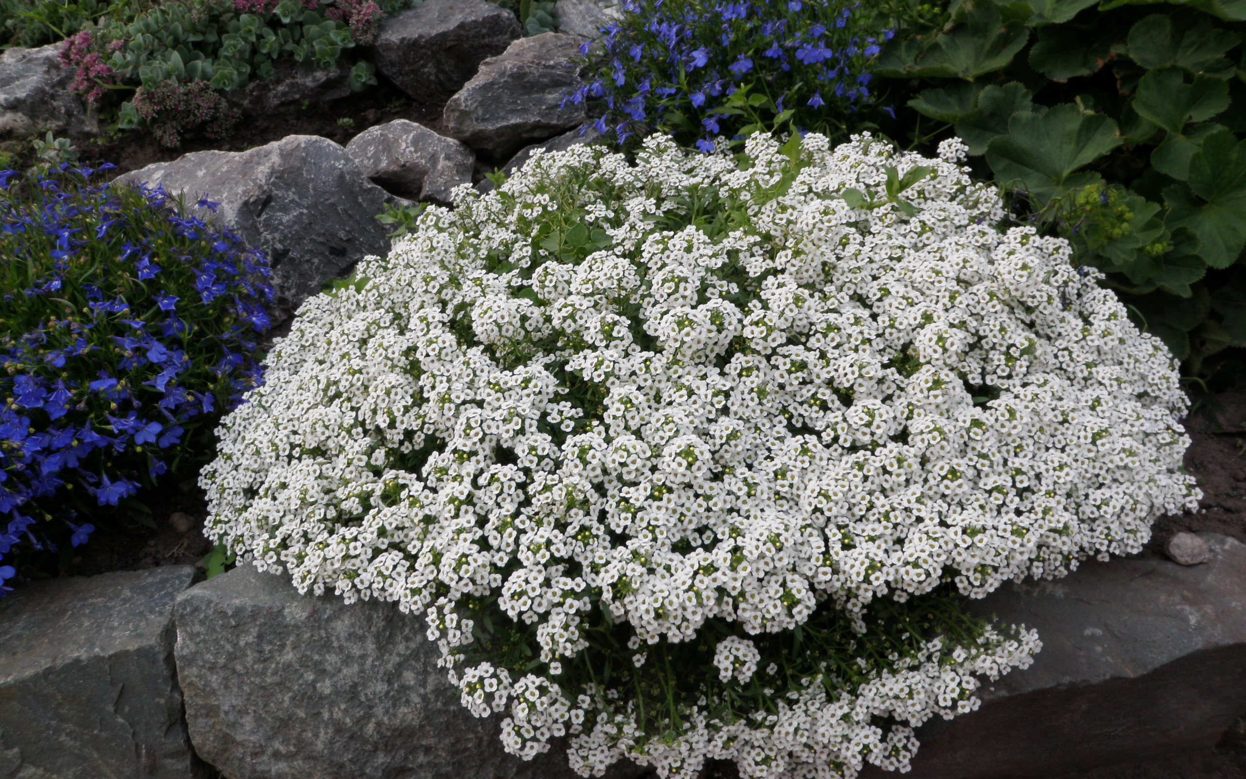 алиссум клиа кристалл вайт. алиссум мэджик. алиссум цветы многолетники. алиссум цветы многолетники. алиссум болгарский.