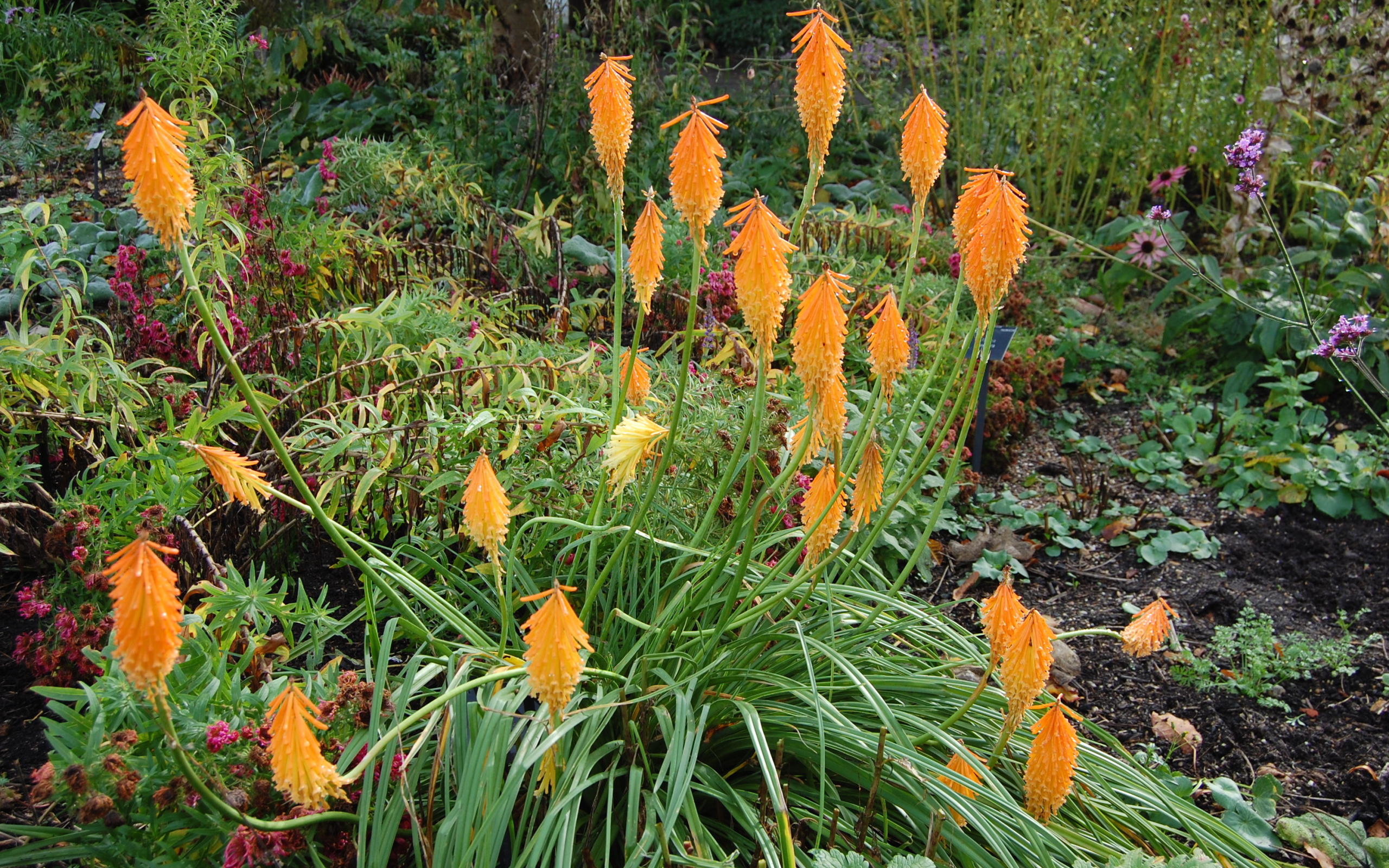 На поляне красивые цветы кникофия