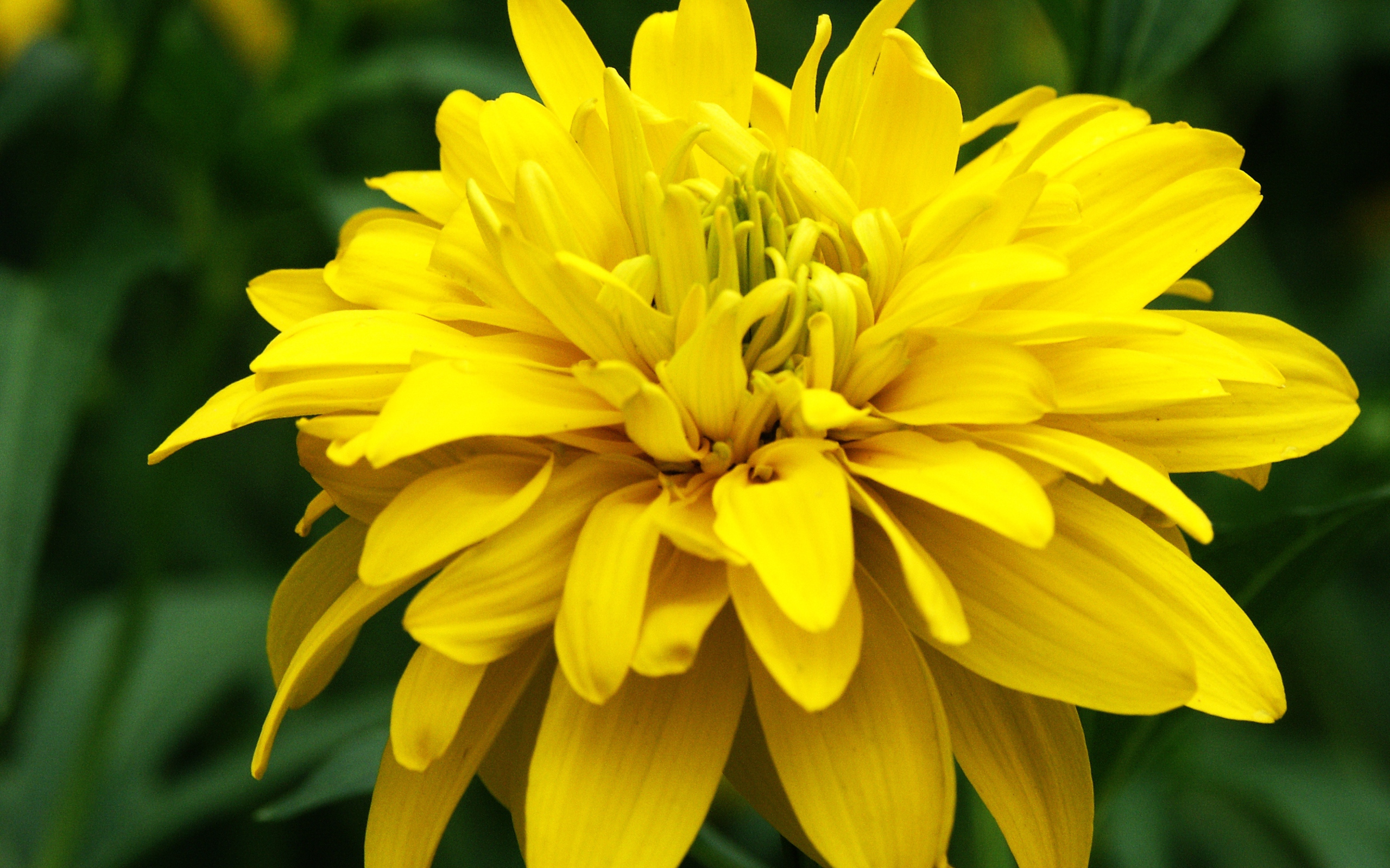 Красивые цветы рудбекия на поляне