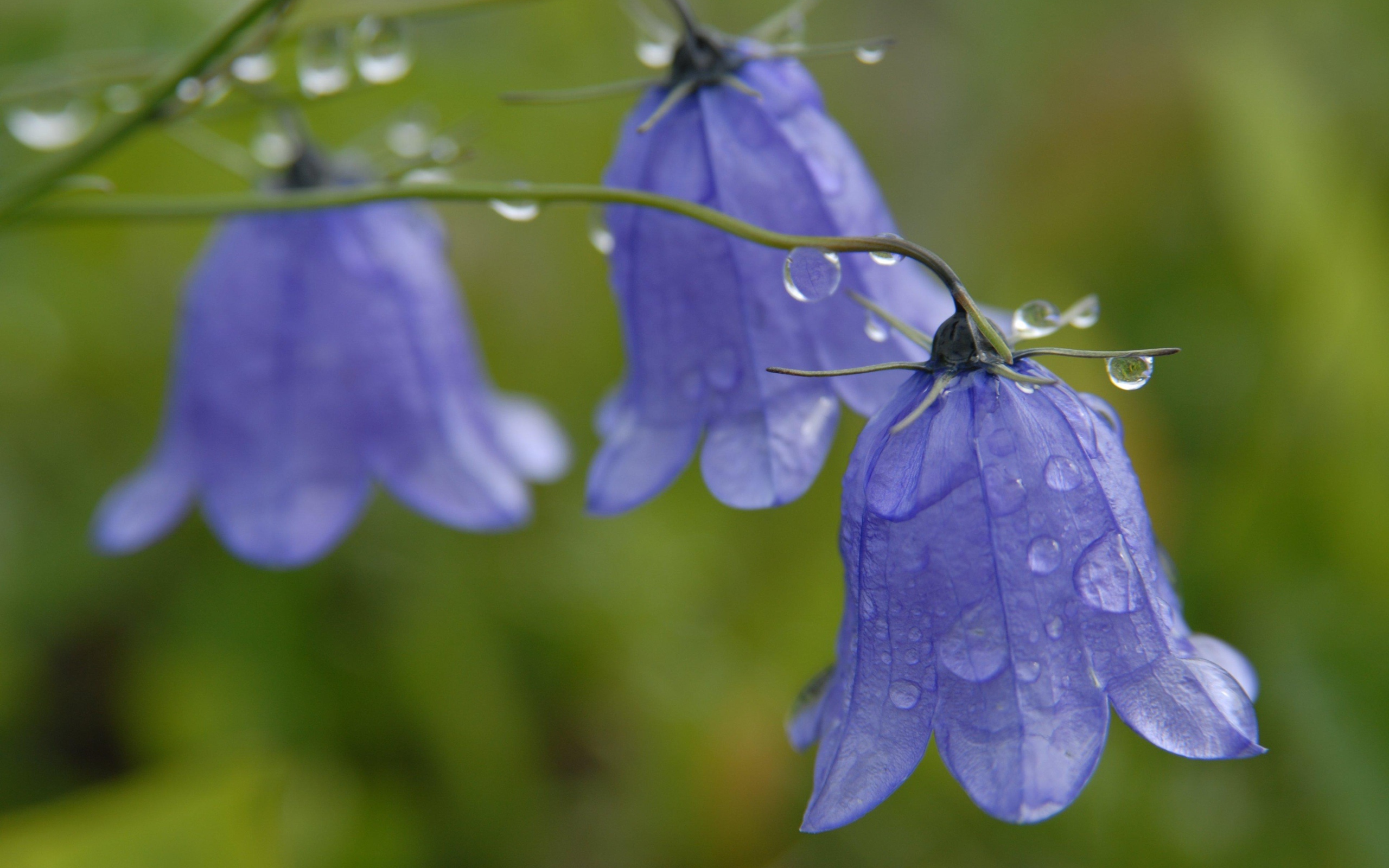 На поляне красивые цветы колокольчики