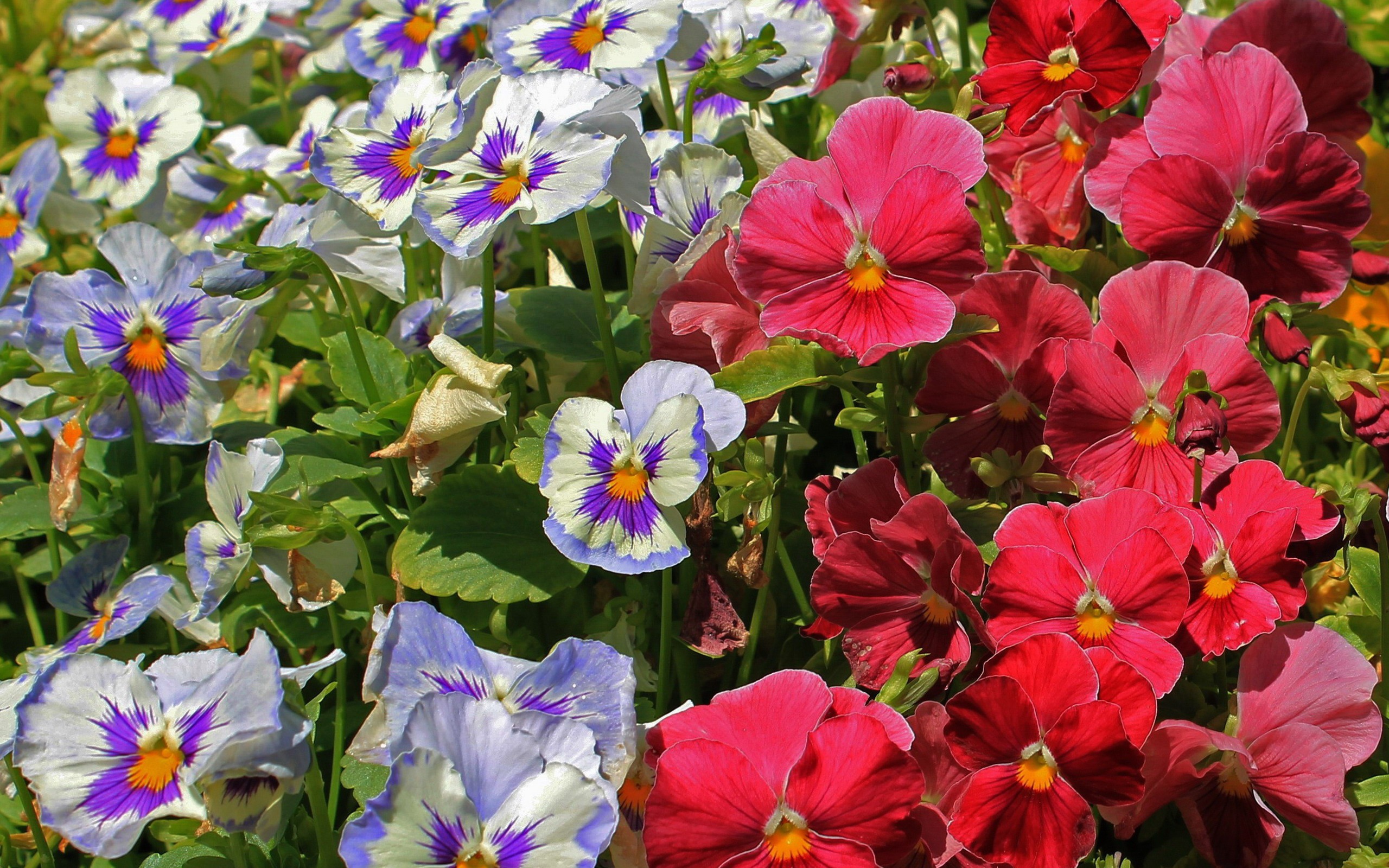 Красивые цветы виола (фиалка,анютины глазки)  в лесу