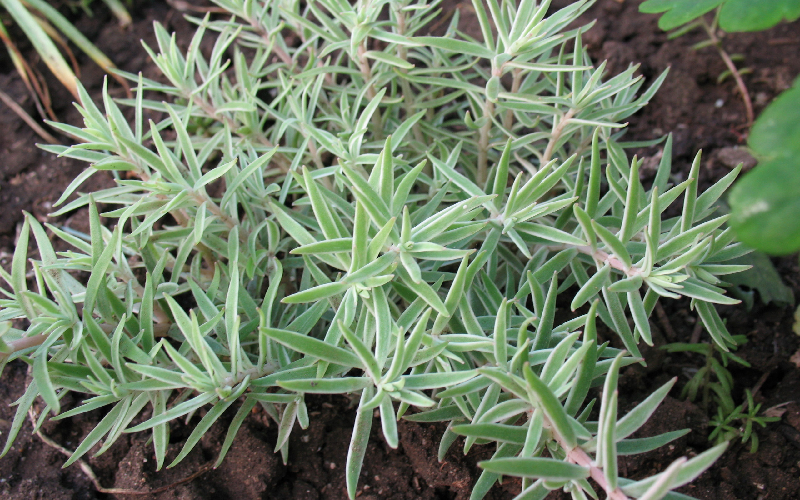 Красивое растение седум в саду