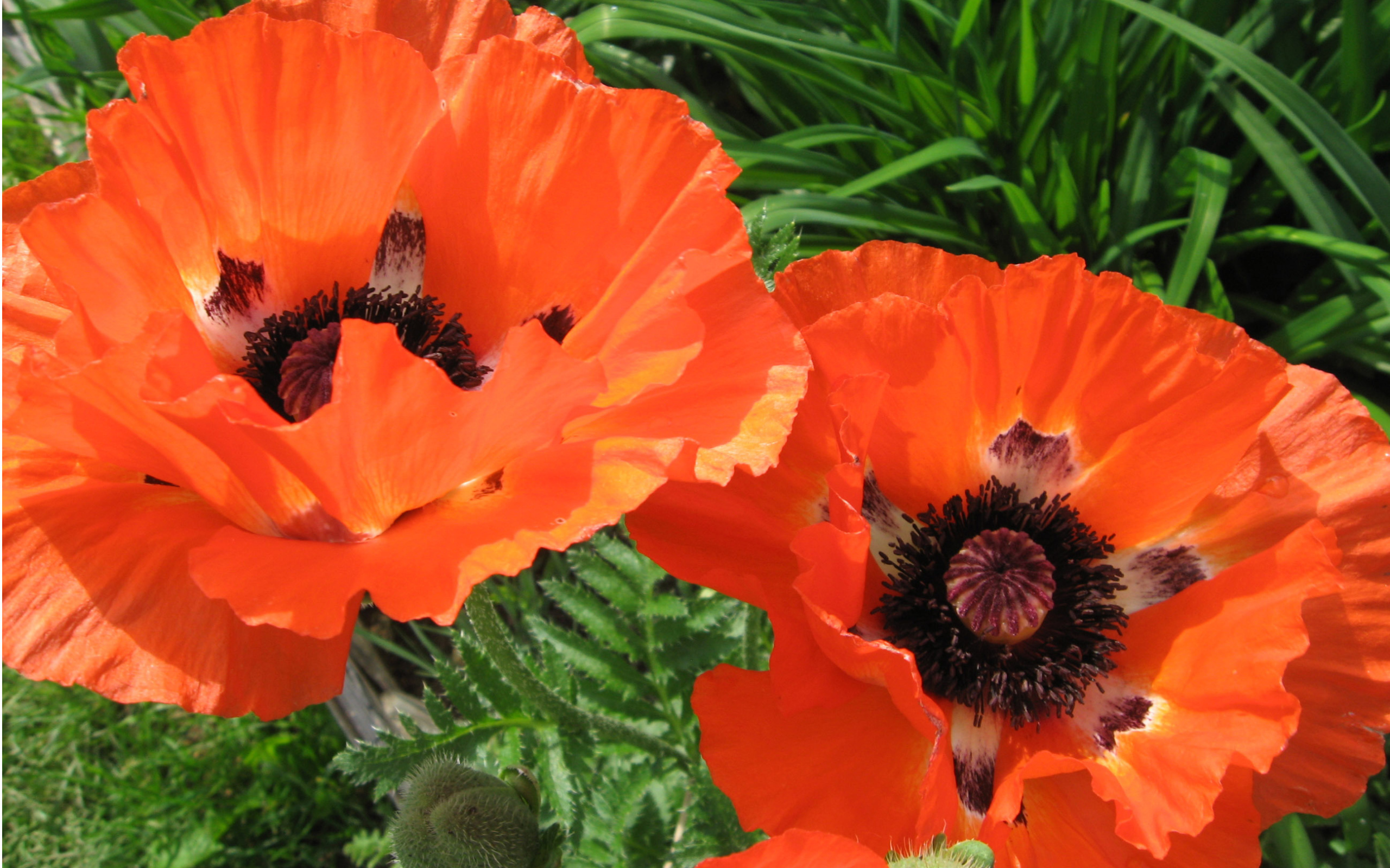 Красивый цветок красный мак