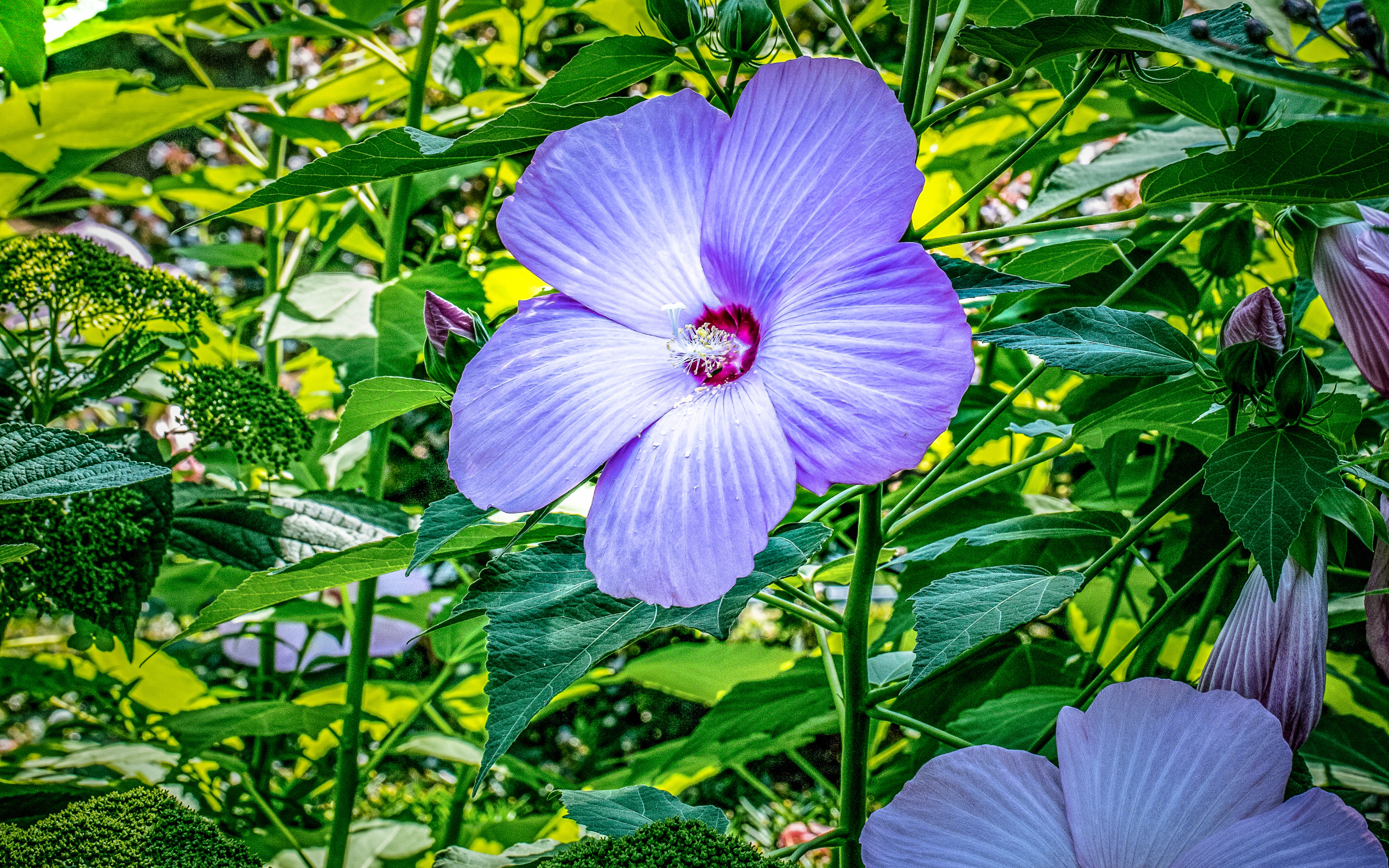 Светлый фиолетовый цветок