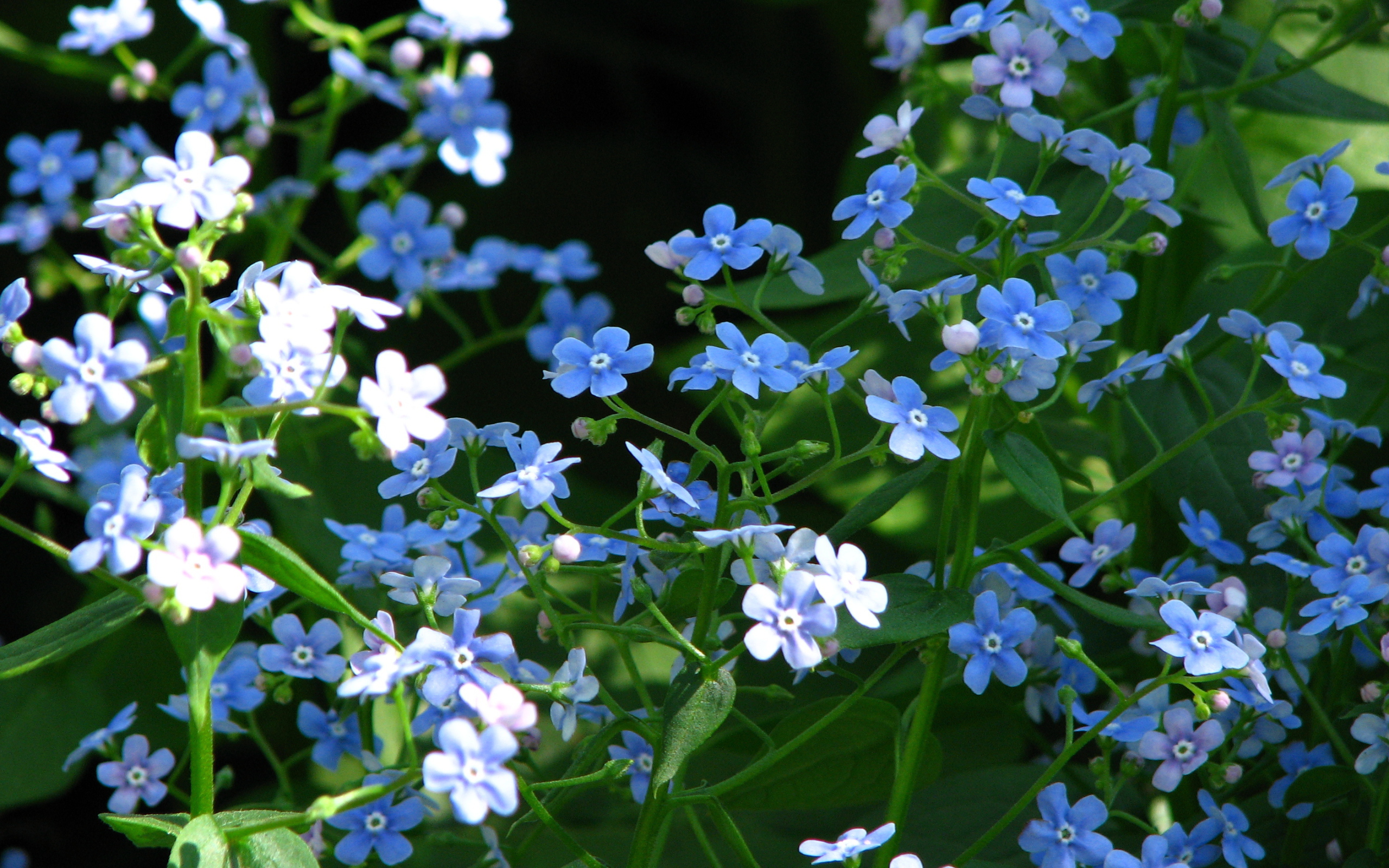 Красивые цветы бруннера на солнце