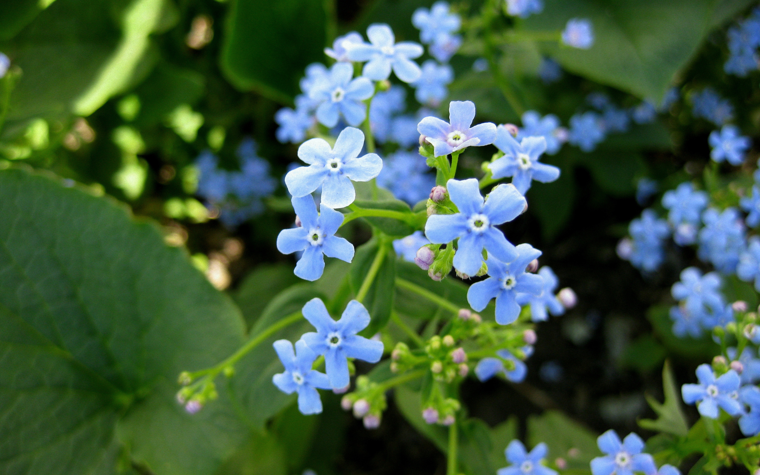 Бруннера красивое многолетнее растение