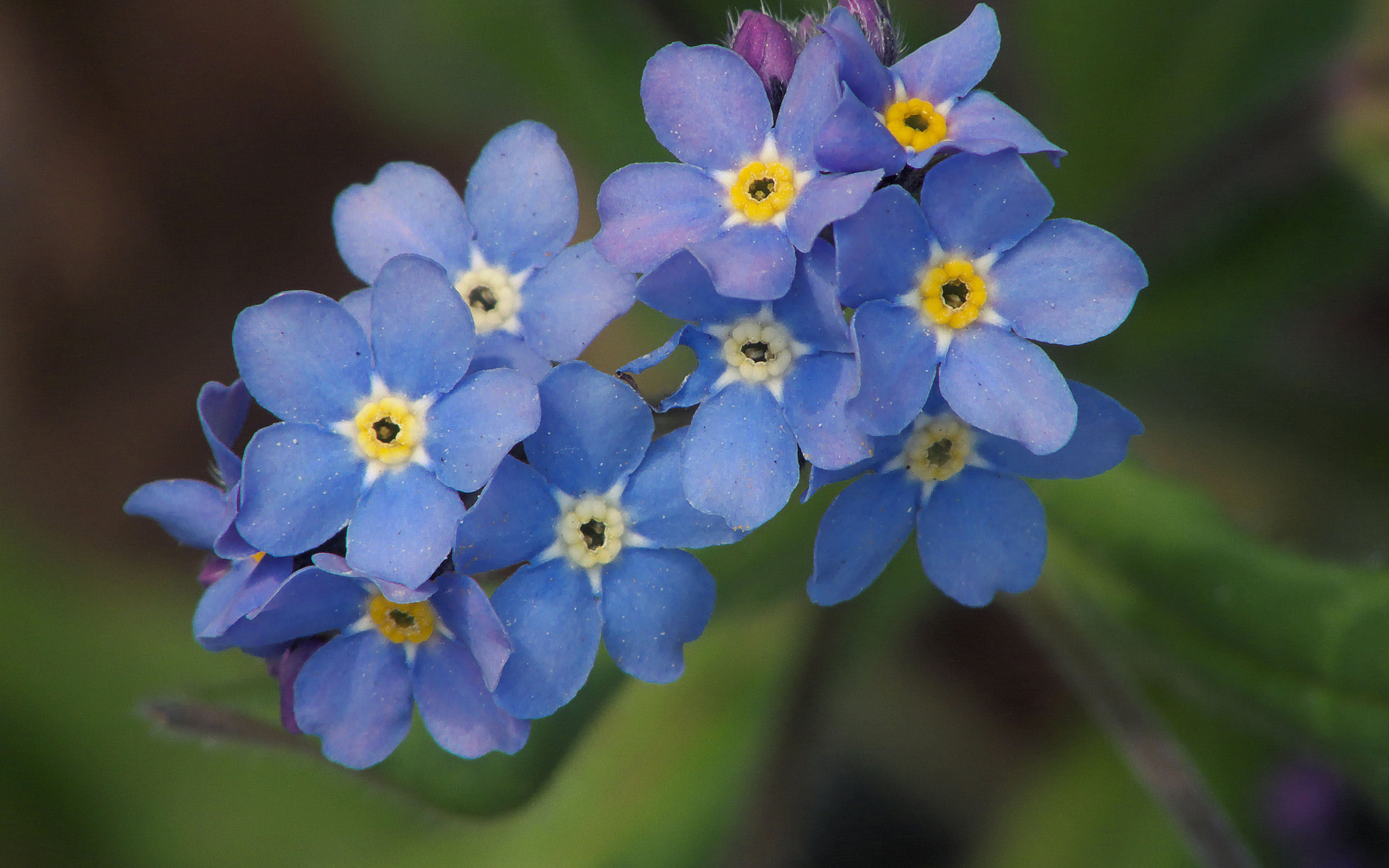 Многолетнее растение бруннера в саду