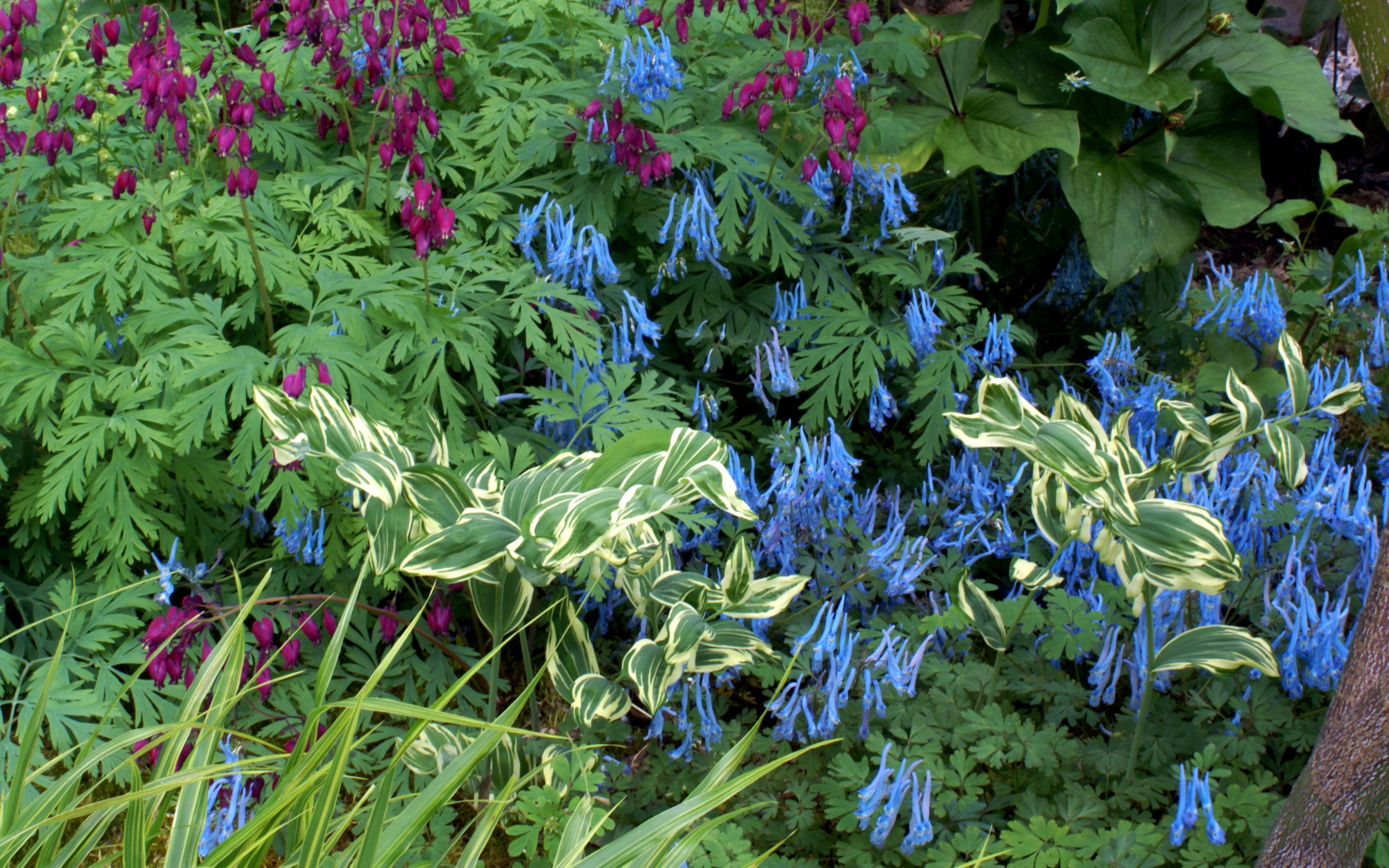 Растение бруннера в саду