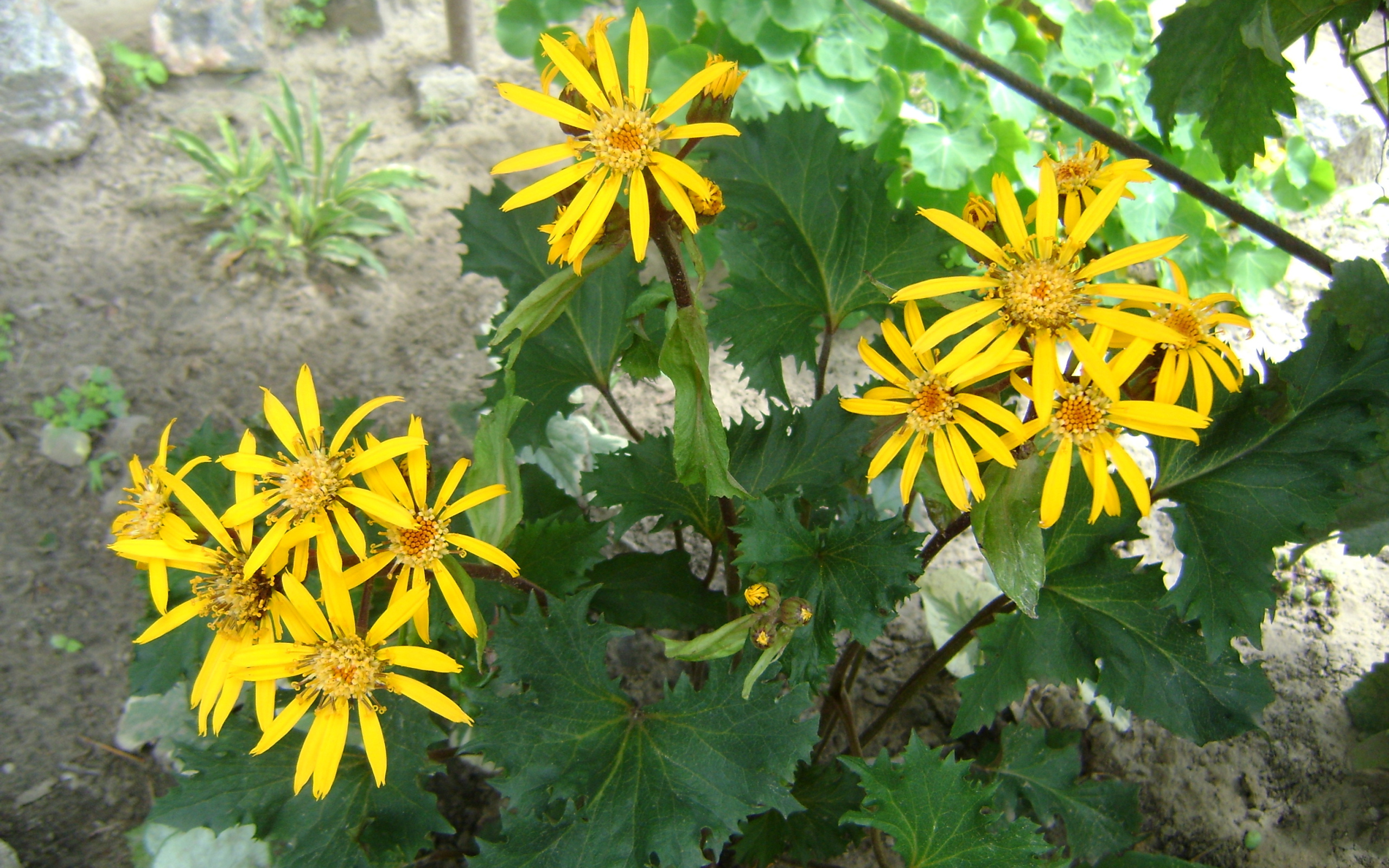 Красивый бузульник в саду