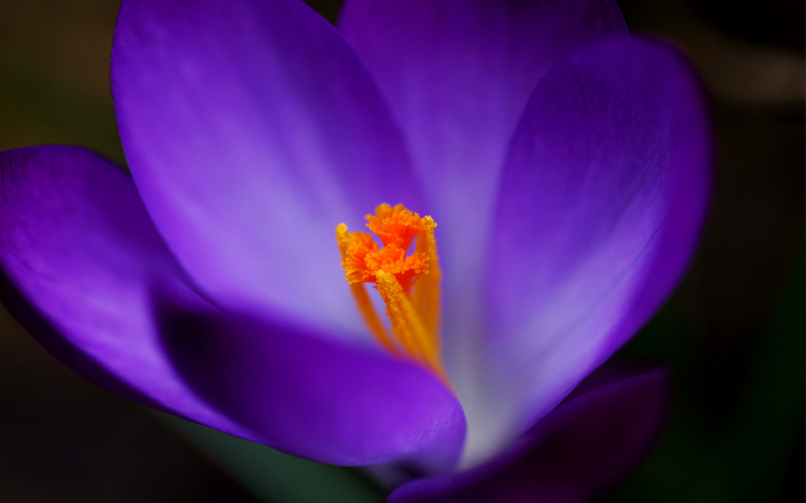 Весенние цветы Крокус