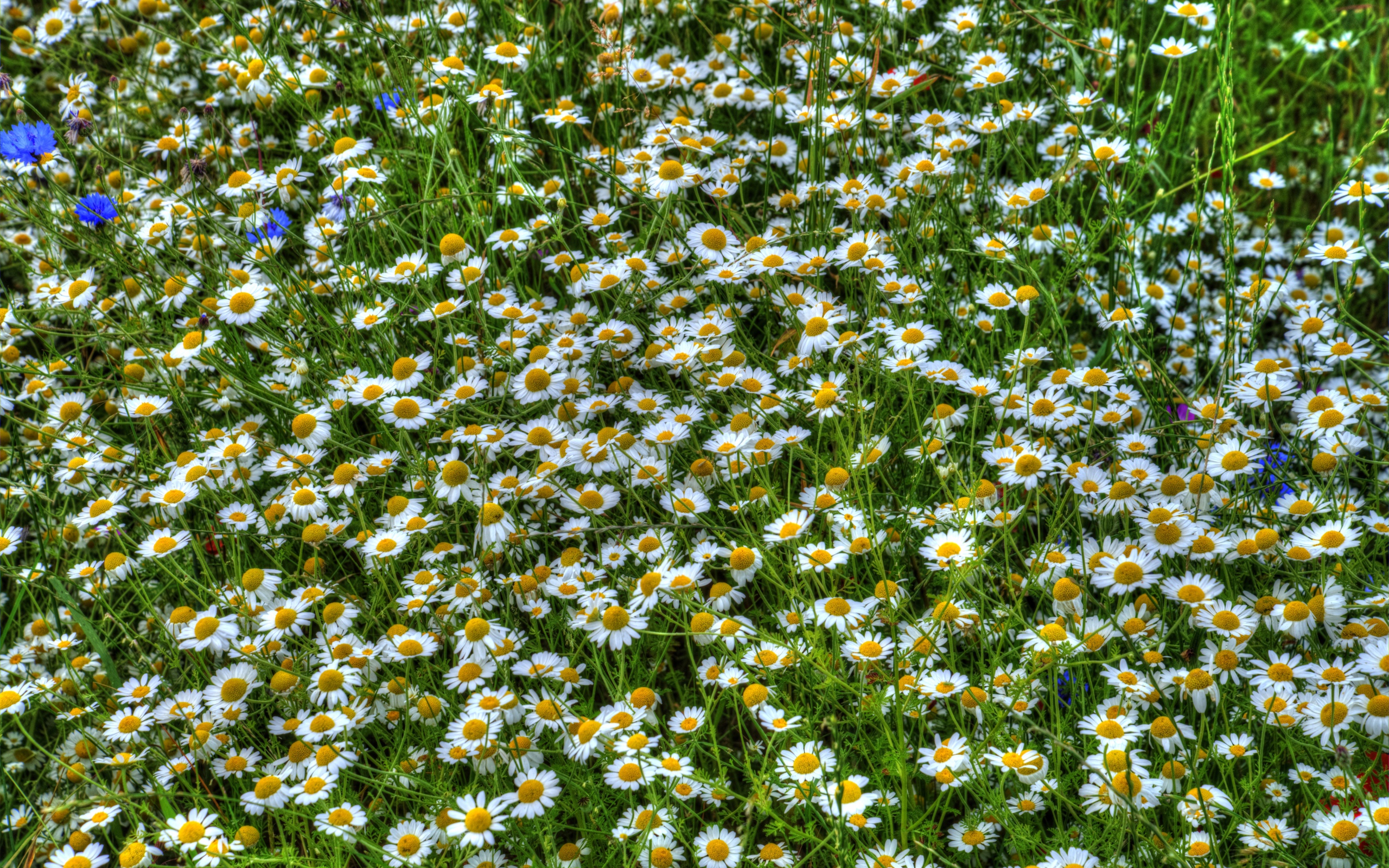 Ромашки среди зелени