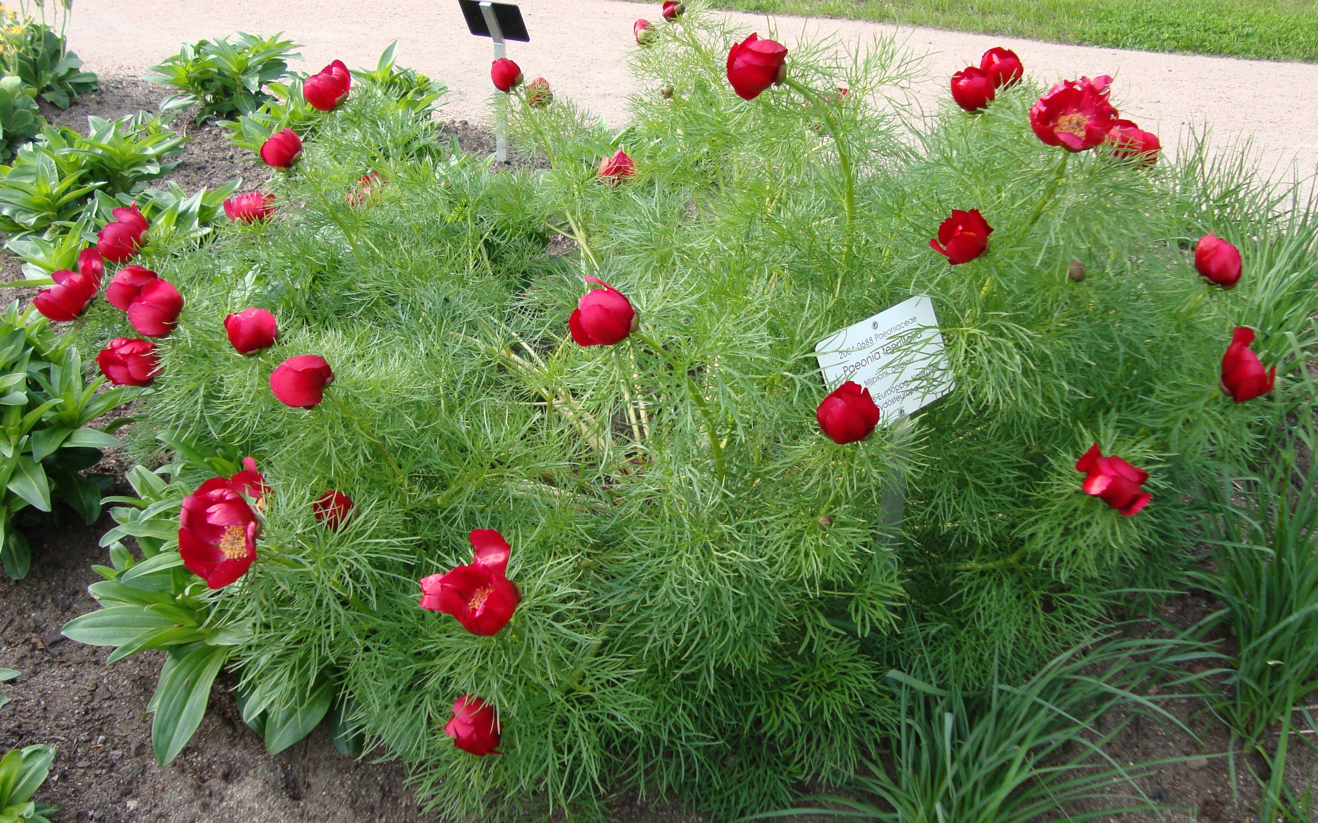 Божественные цветы пионы