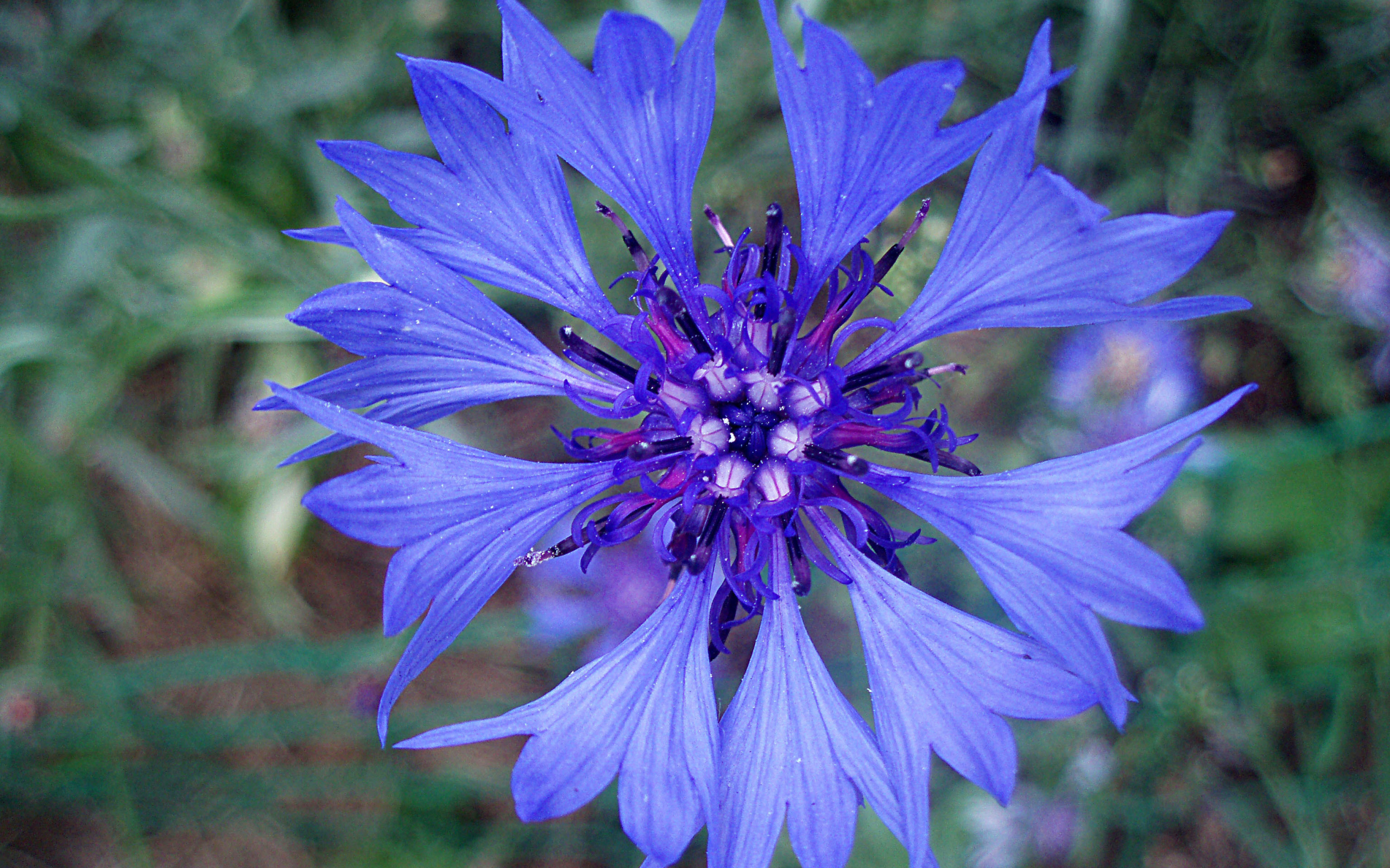 Садовые цветы васильки на дачном участке